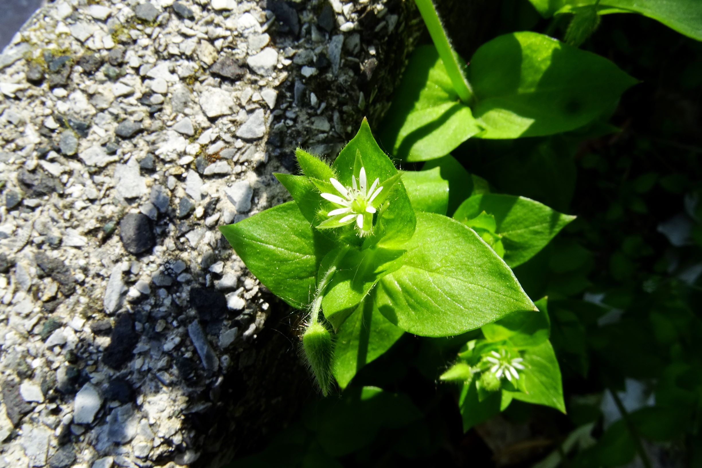 DSC08527 stellaria media agg..JPG