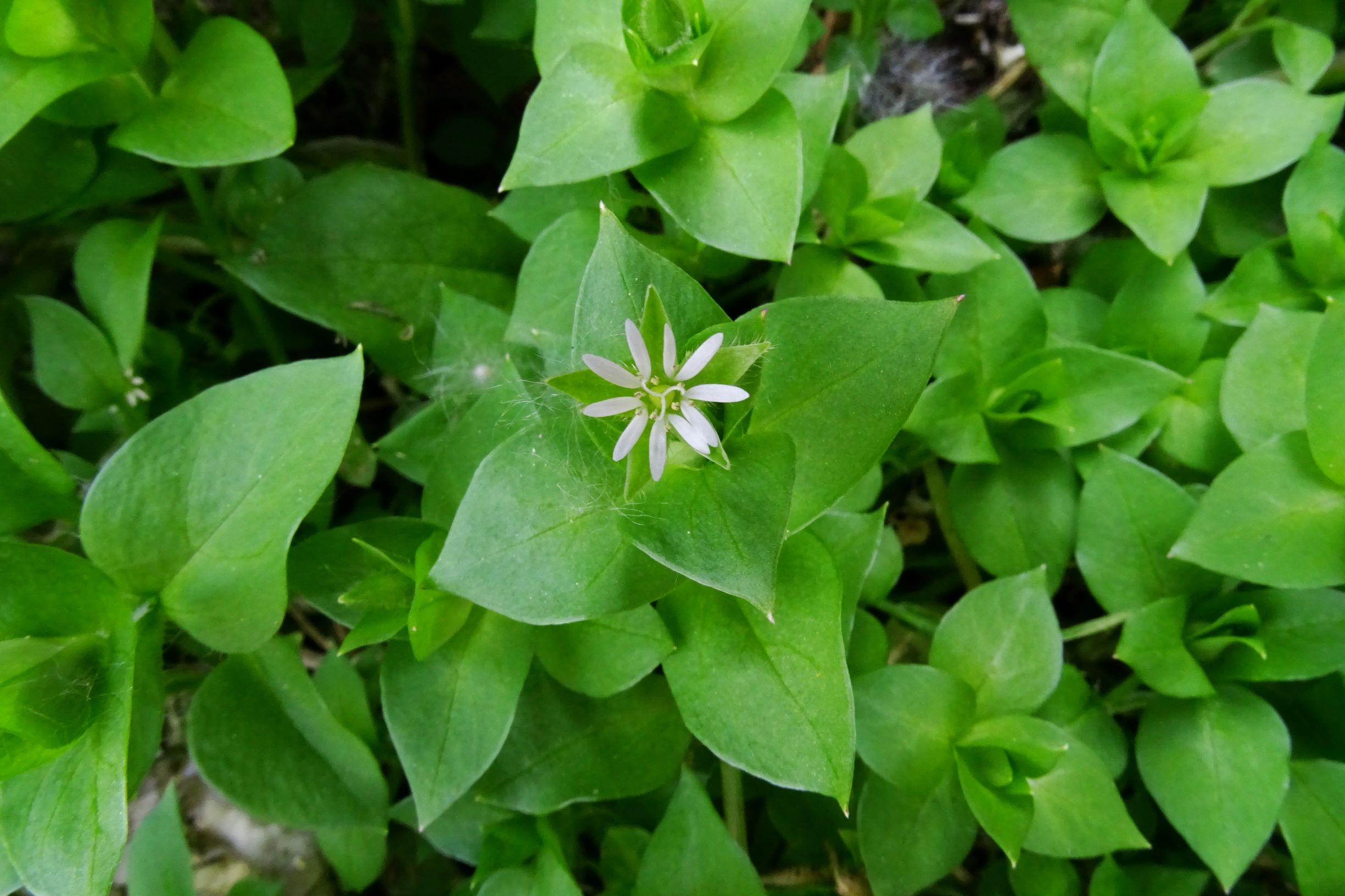 DSC08530 stellaria media agg..JPG