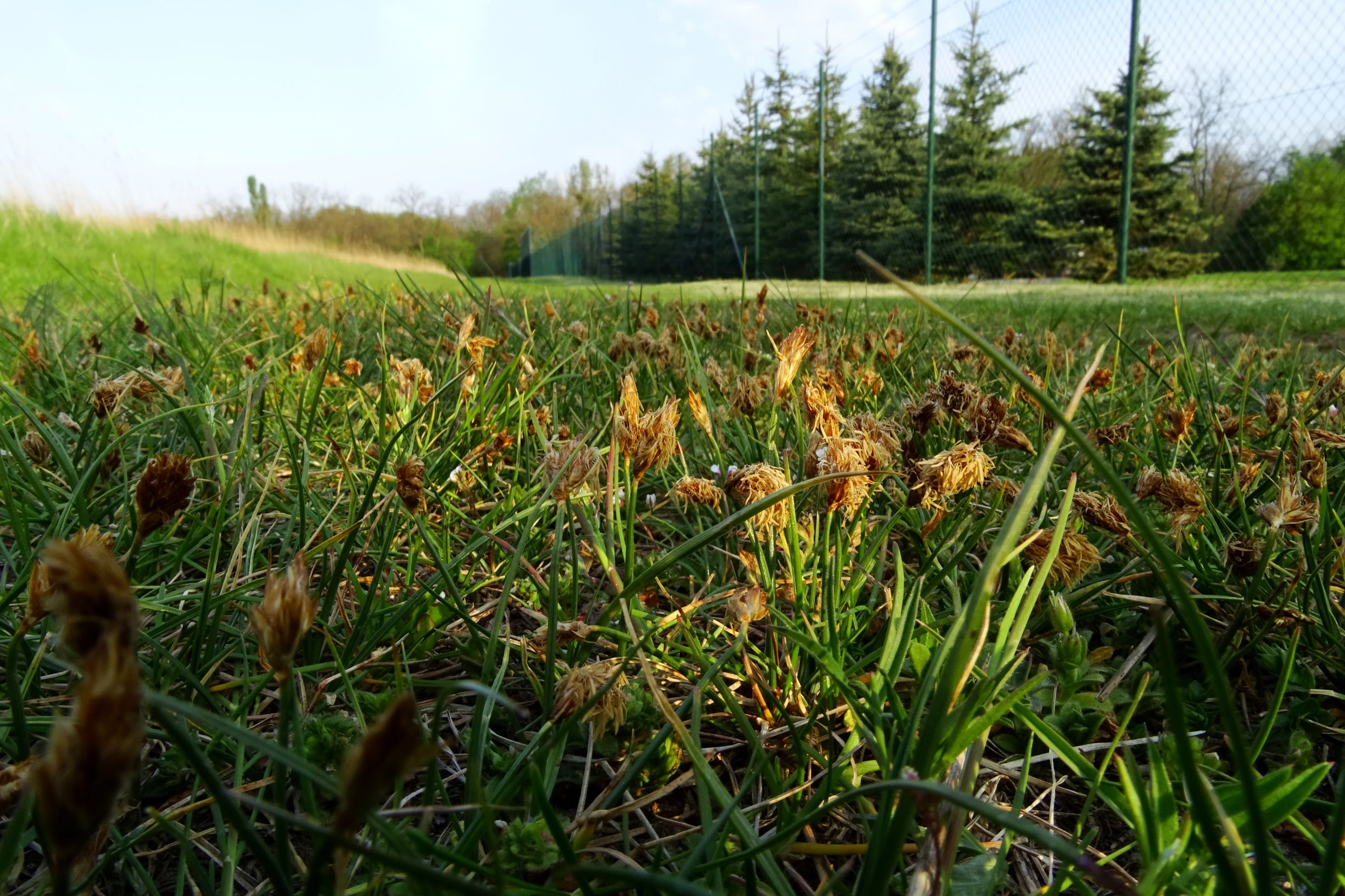 DSC08229 carex stenophylla.JPG