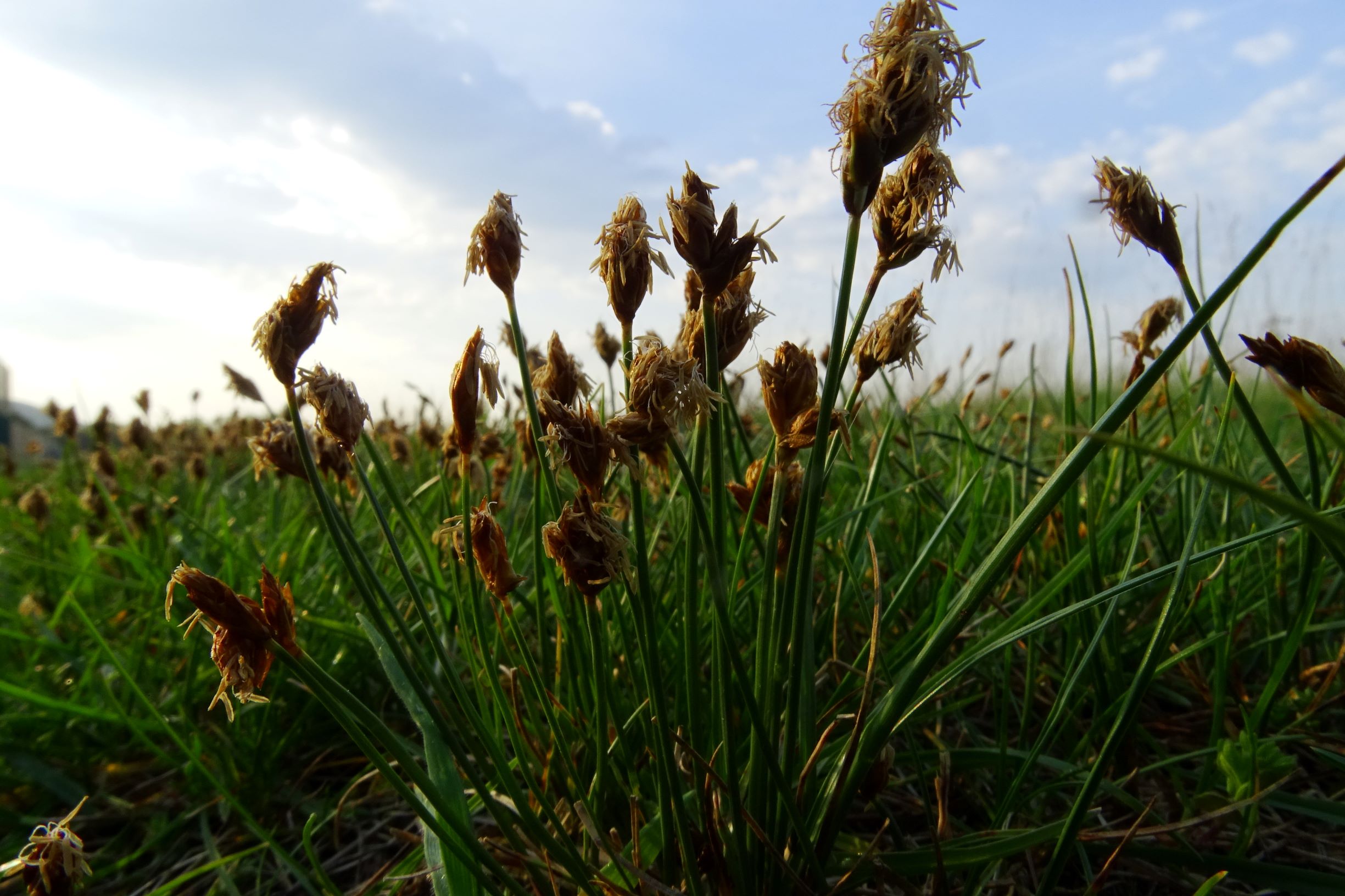 DSC08235 carex stenophylla.JPG