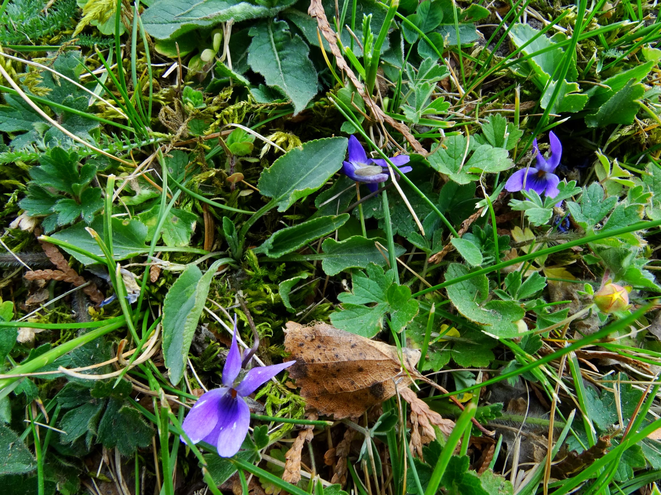 DSC08863 viola ambigua bda.JPG