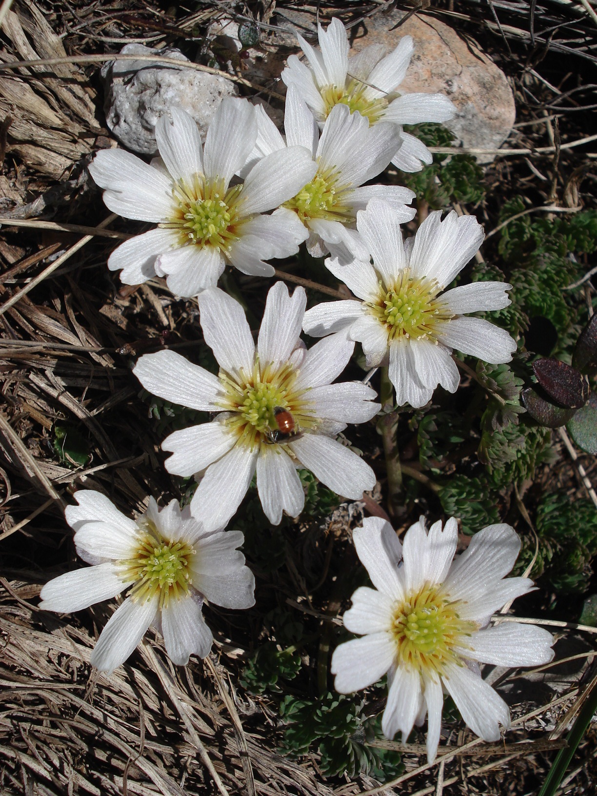 .Callianthemum.kerneranum.jpg