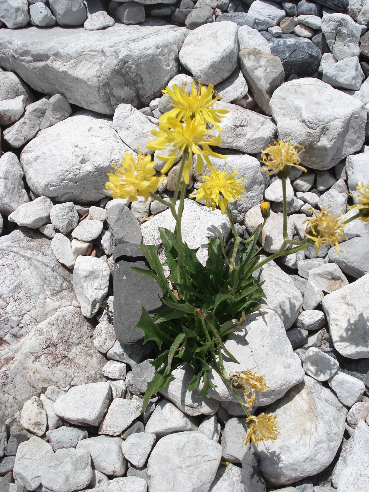 .Crepis.jacquinii.ssp.kerneri.jpg