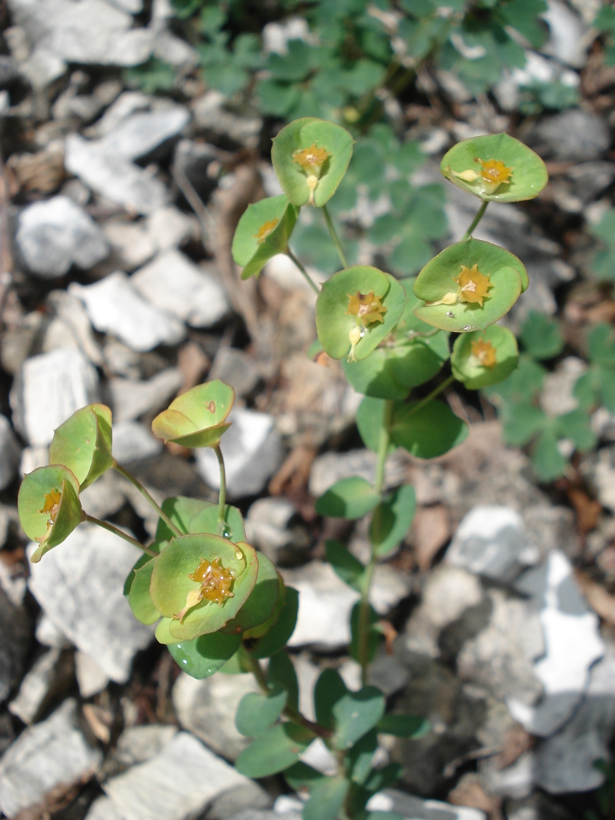 .Euphorbia.triflora.ssp.kerneri.jpg