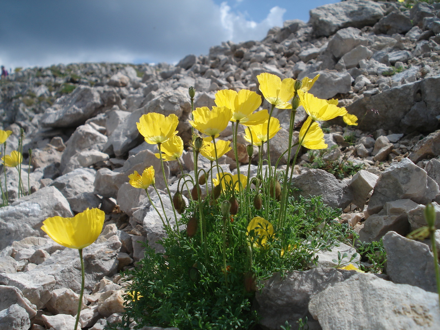 .Papaver.alpinum.ssp.kerneri.JPG