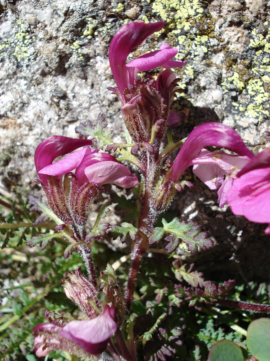 .Pedicularis.kerneri.JPG