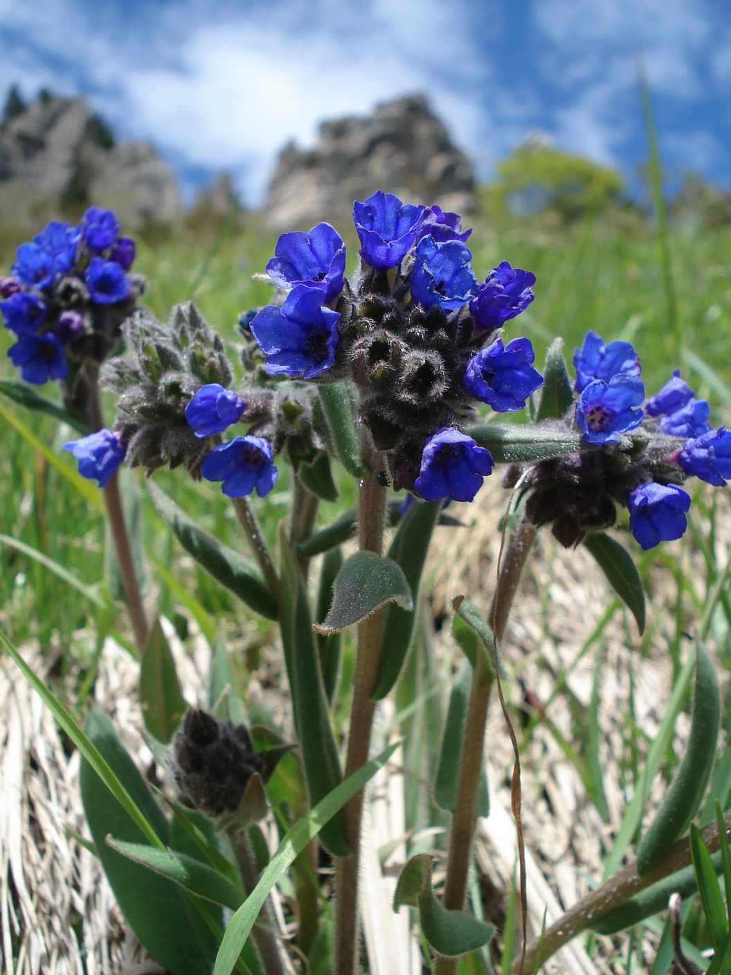 .Pulmonaria.kerneri.JPG