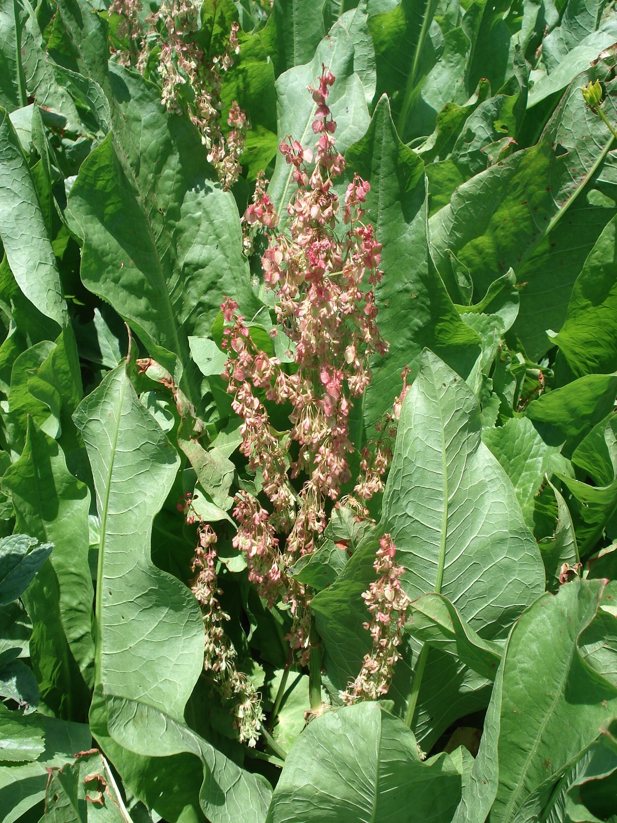 .Rumex.kerneri..jpg