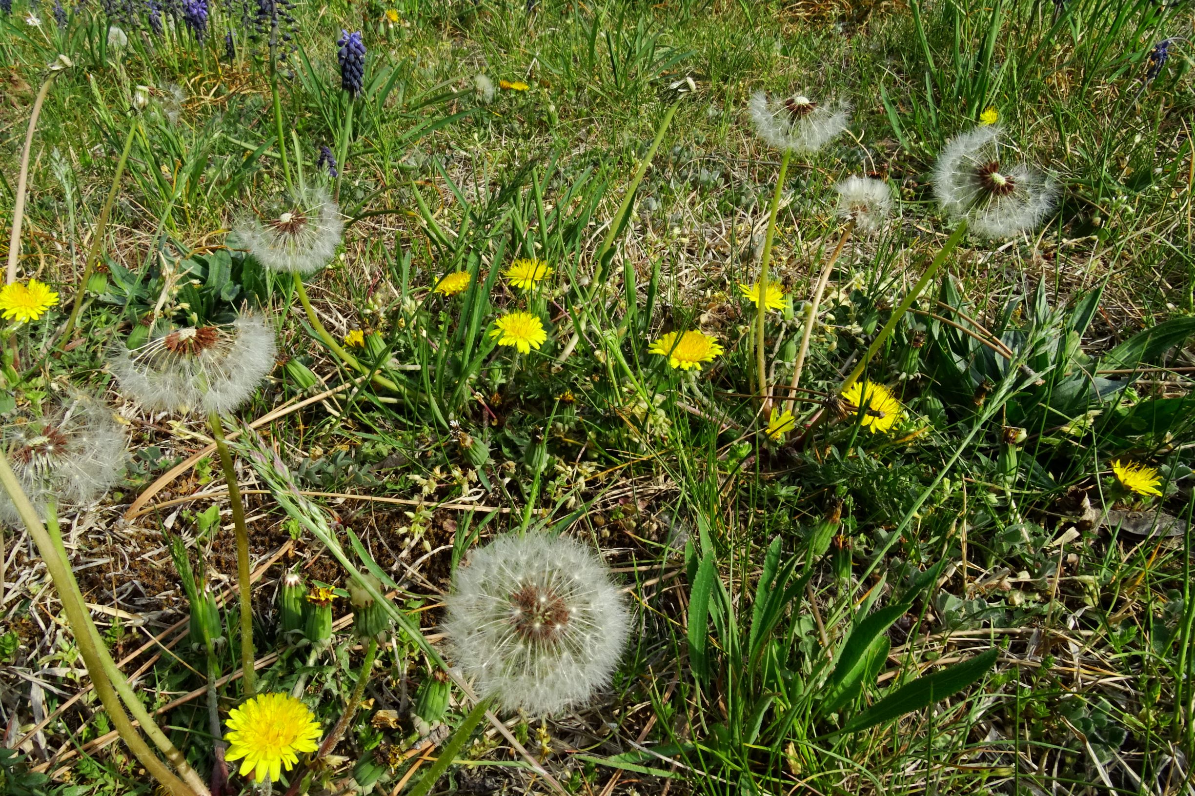 DSC08778 bda taraxacum laevigatum agg..JPG