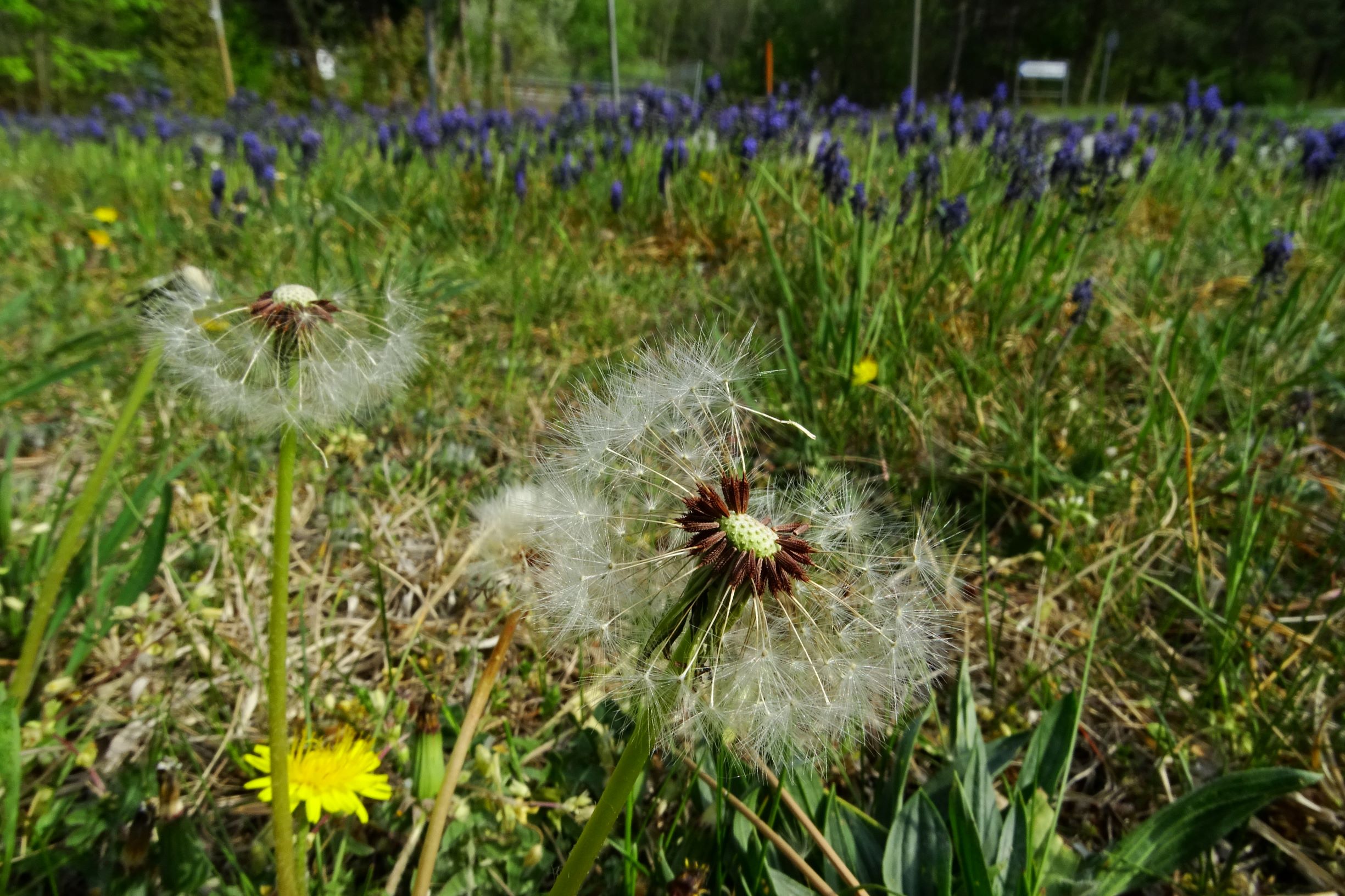 DSC08779 bda taraxacum laevigatum agg..JPG