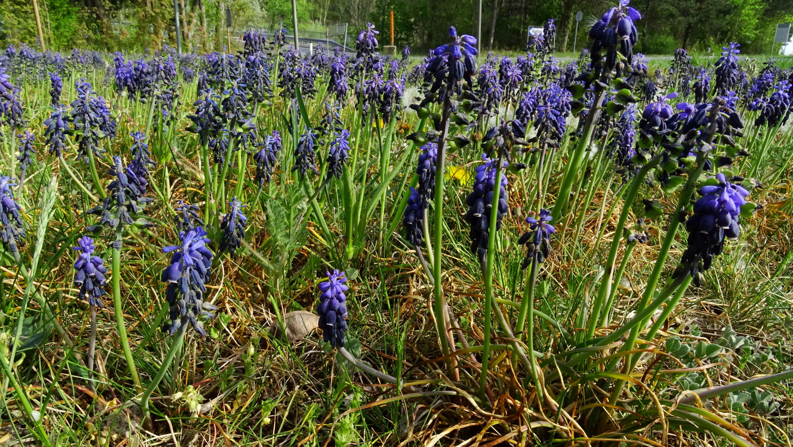 DSC08780 bda muscari neglectum.JPG