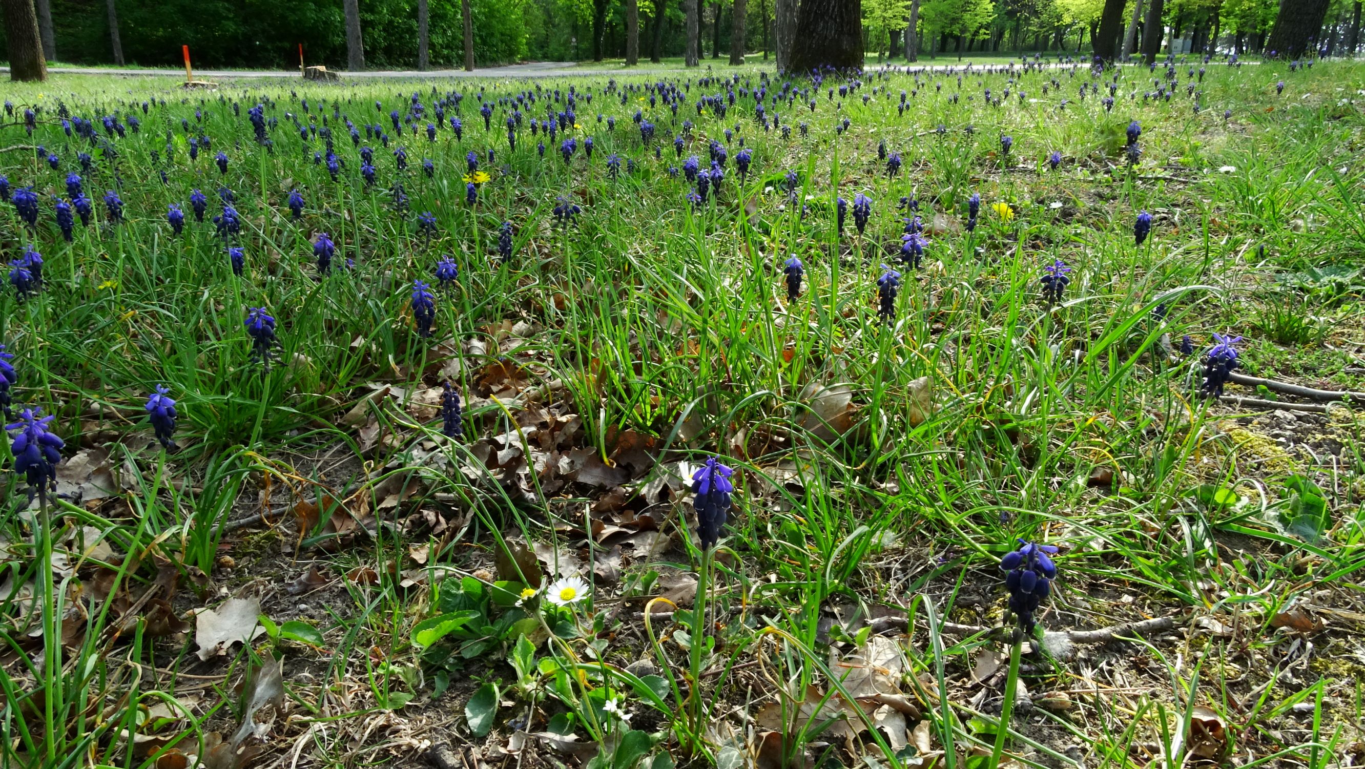 DSC08792 bda muscari neglectum.JPG