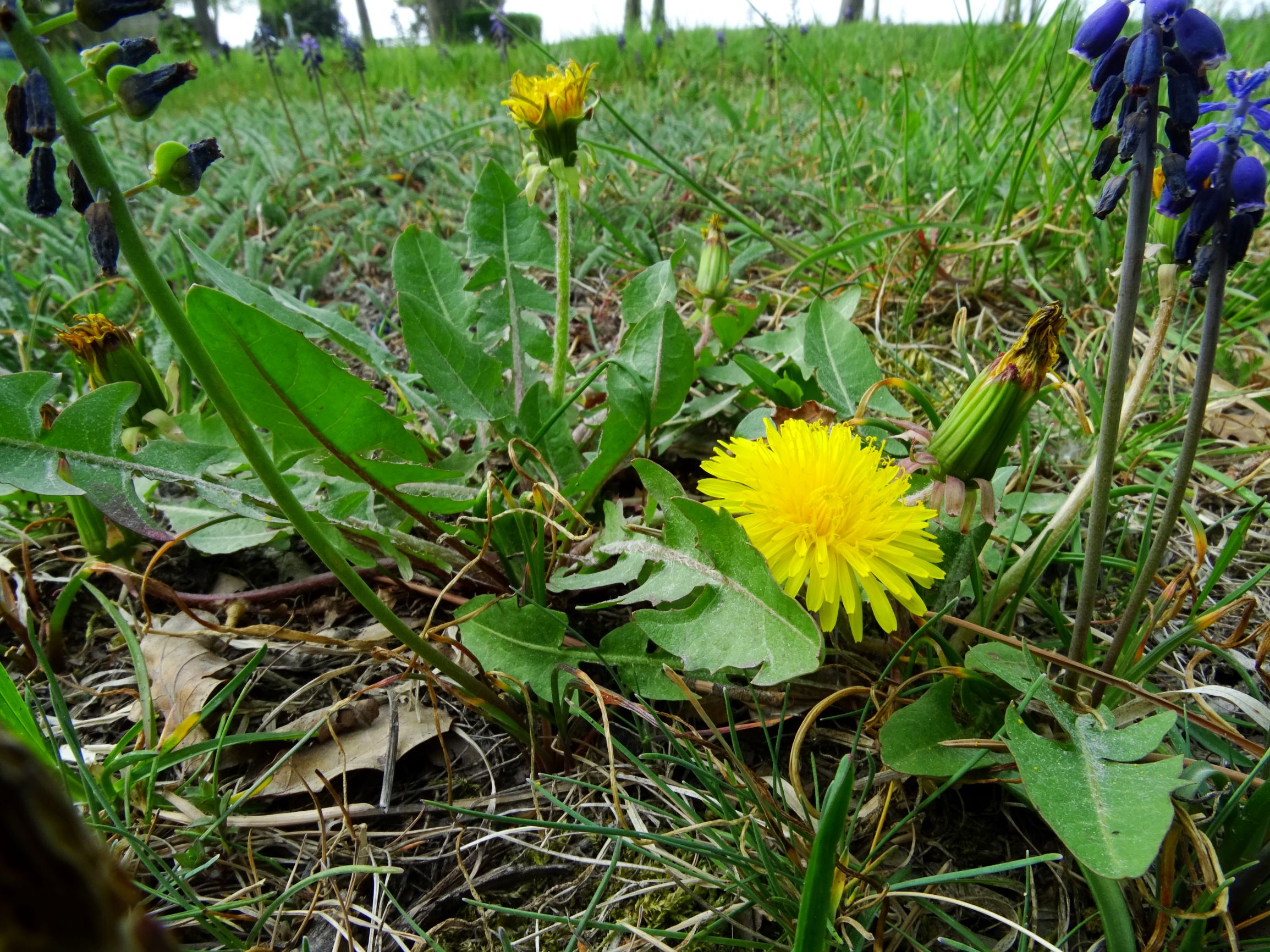 DSC08806 bda taraxacum sp., muscari neglectum.JPG