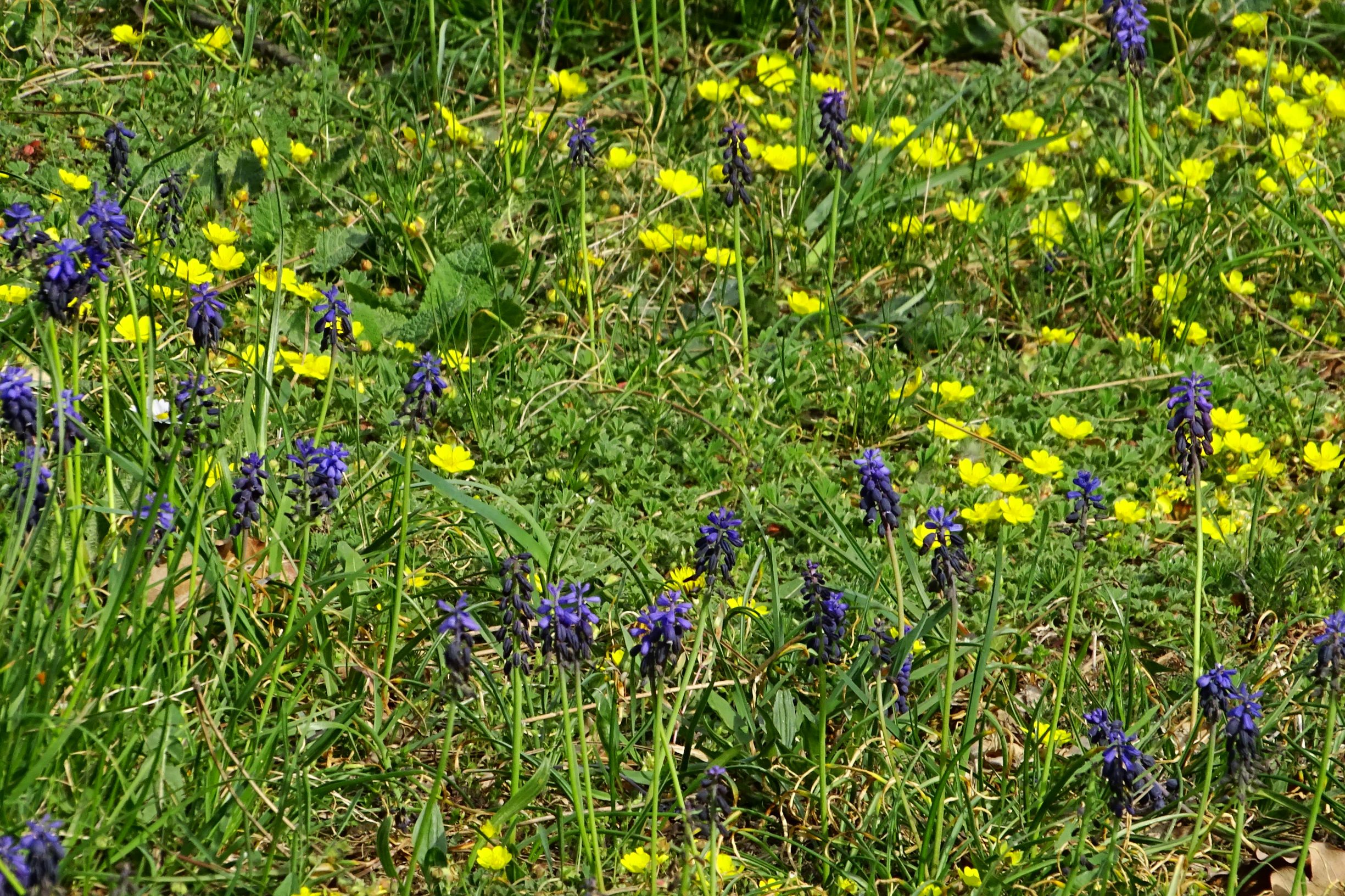 DSC08834 bda muscari neglectum, potentilla incana, salvia pratensis.JPG