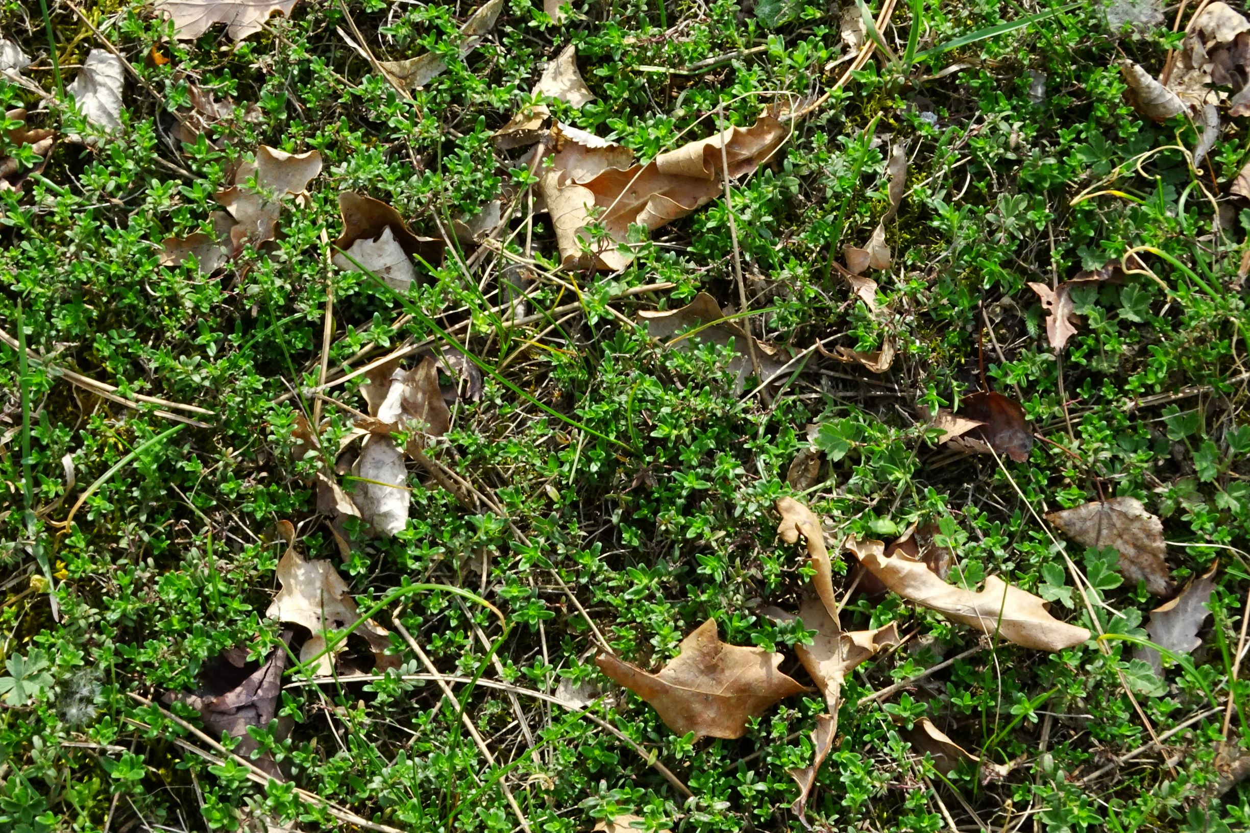 DSC08837 bda thymus sp..JPG