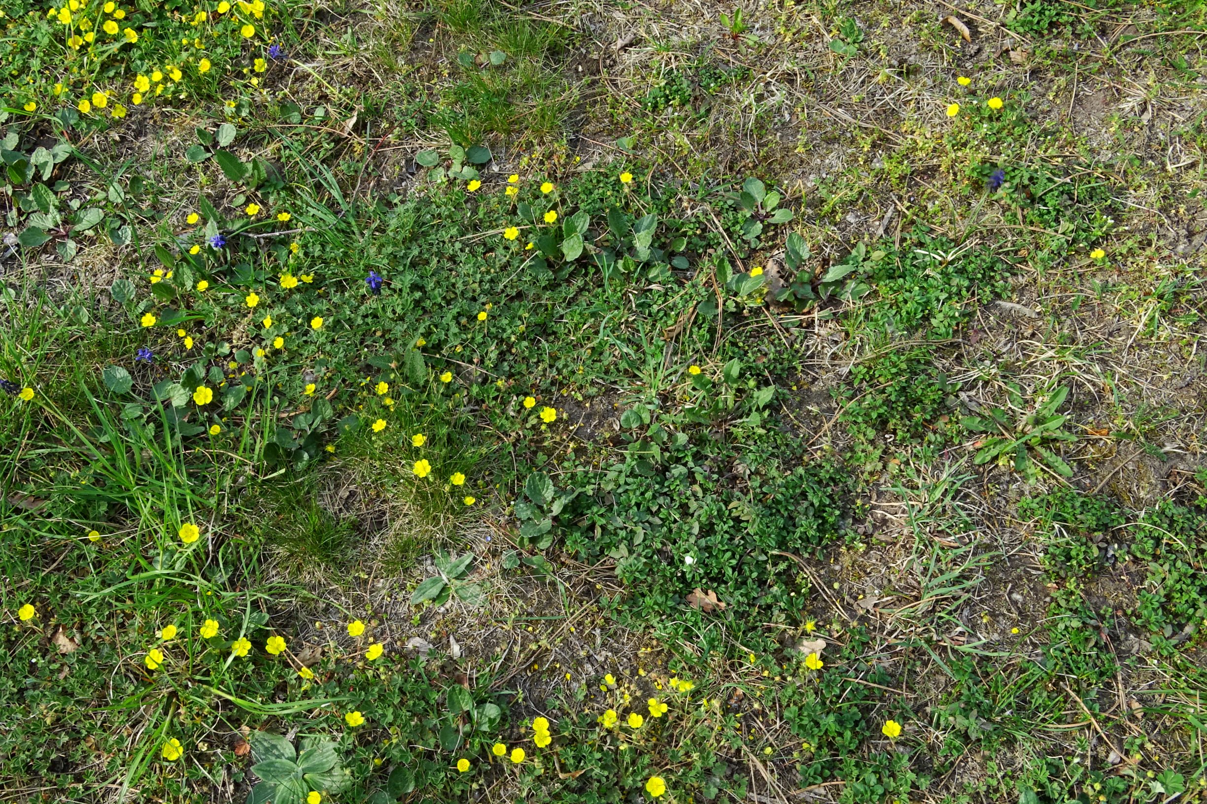 DSC08839 bda potentilla incana, clinopodium acinos, senecio jacobaea, plantago media.JPG