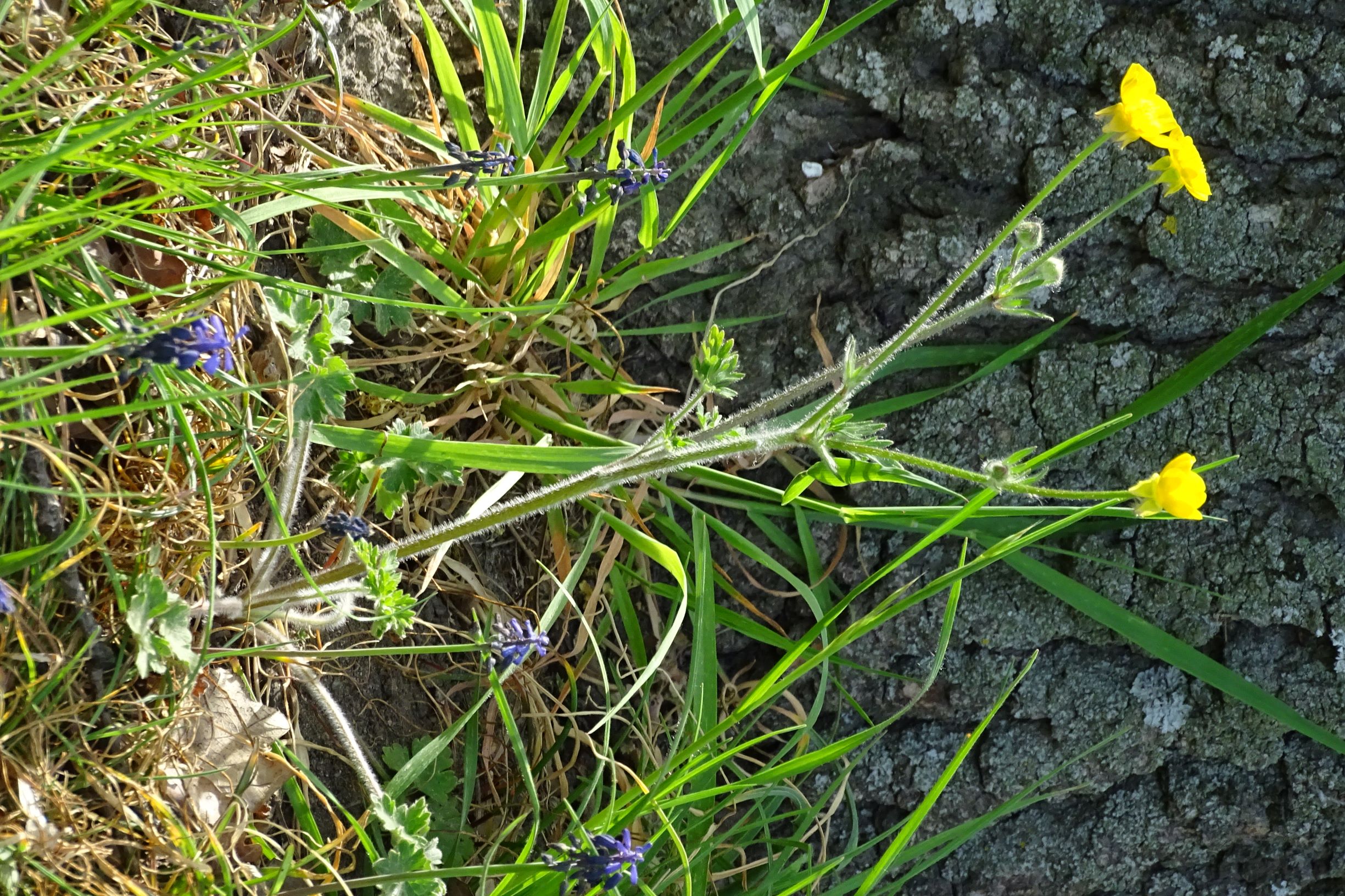 DSC08841 bda ranunculus bulbosus, muscari neglectum.JPG