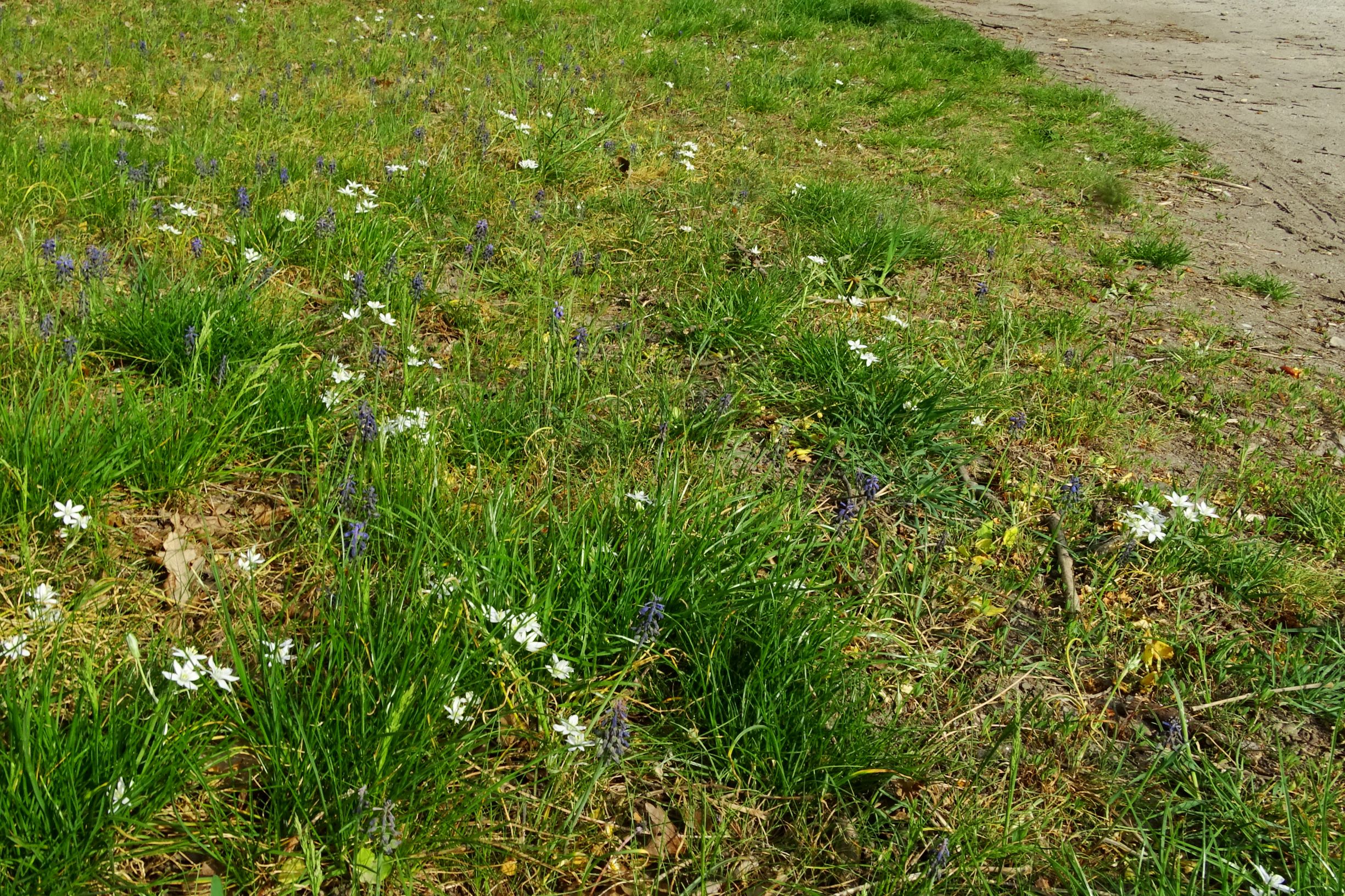 DSC08842 bda muscari neglectum, ornithogalum kochii, poa angustifolia.JPG