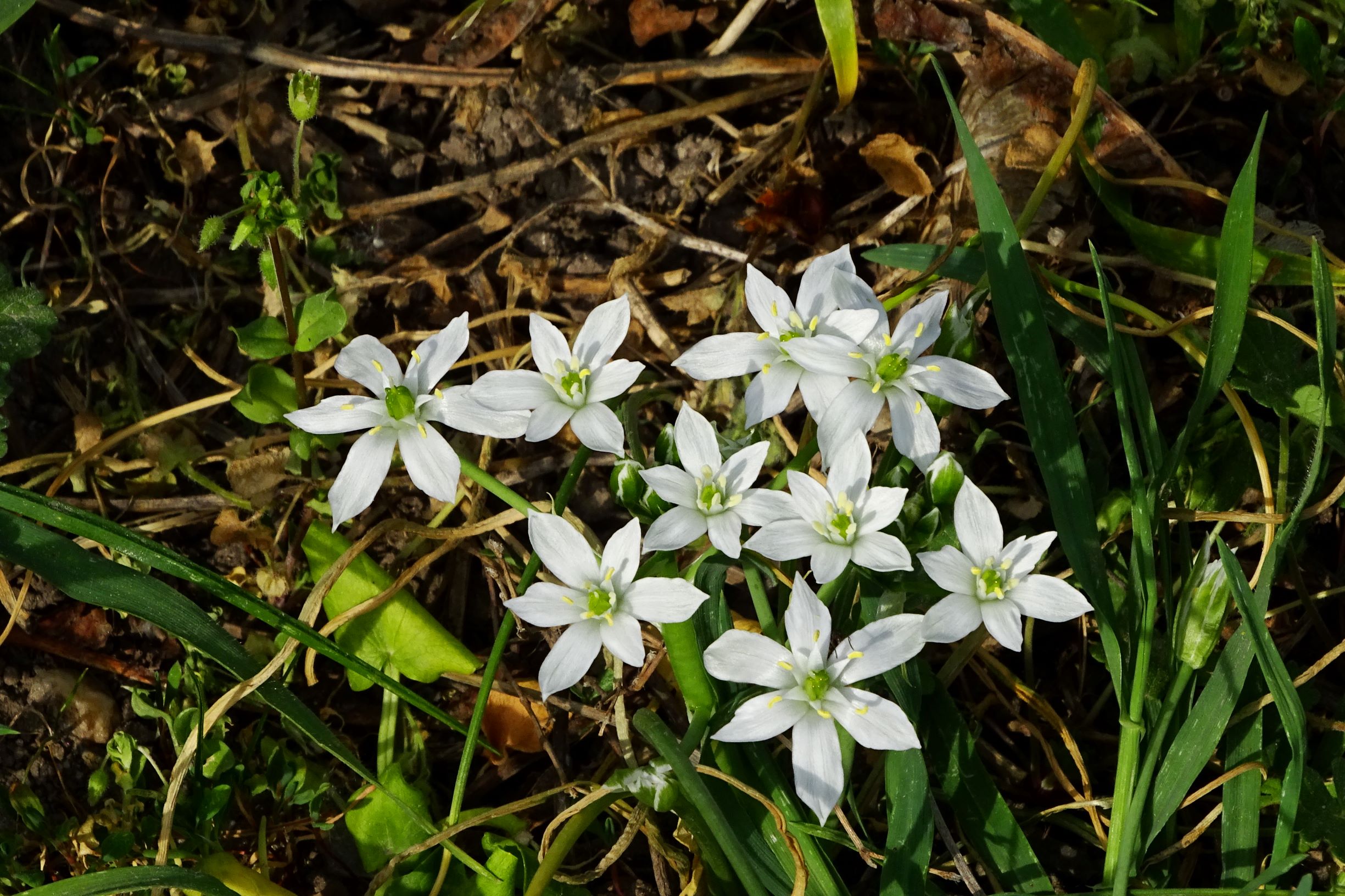 DSC08843 bda ornithogalum kochii.JPG