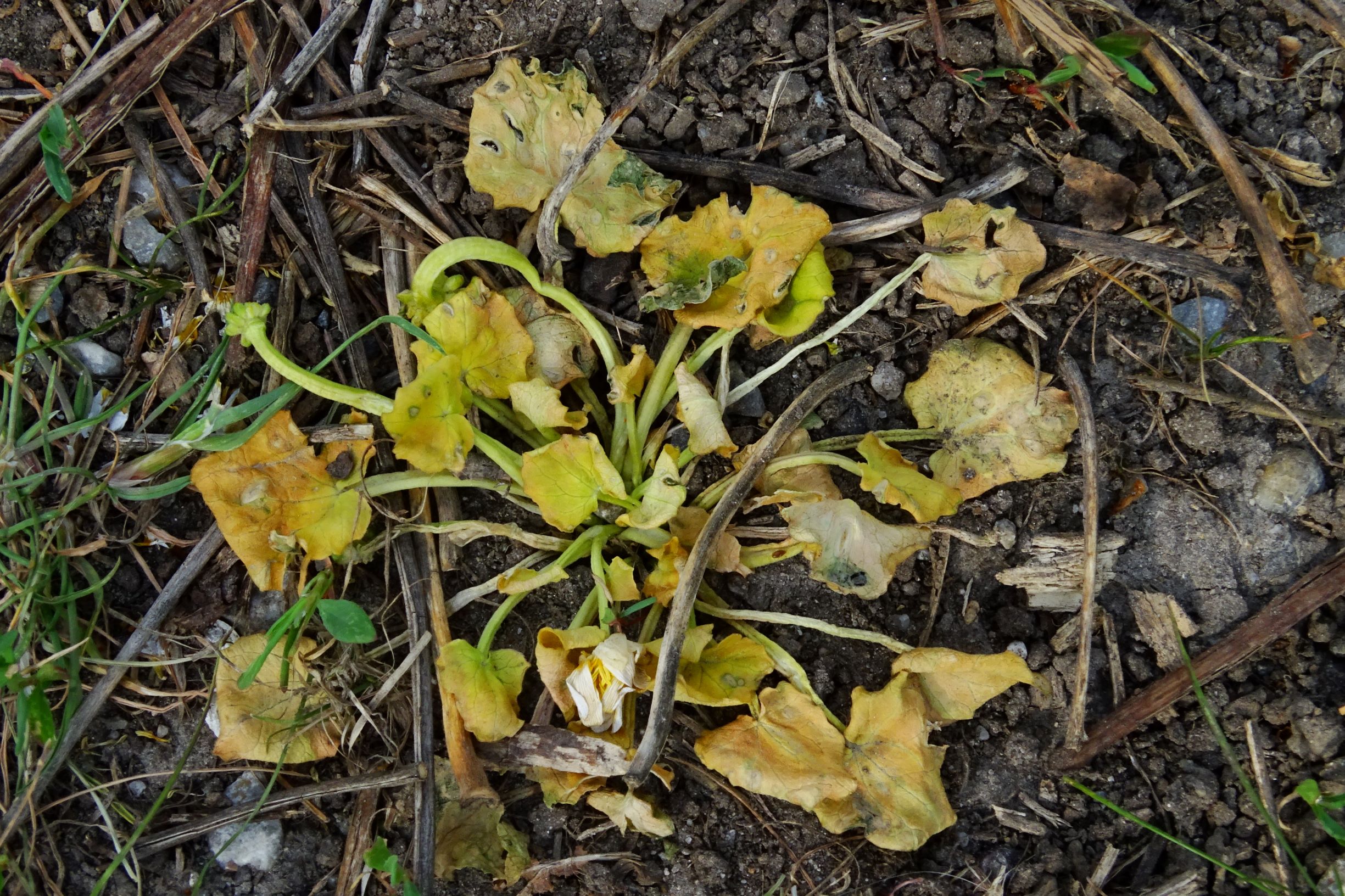 DSC08844 bda ficaria calthifolia.JPG