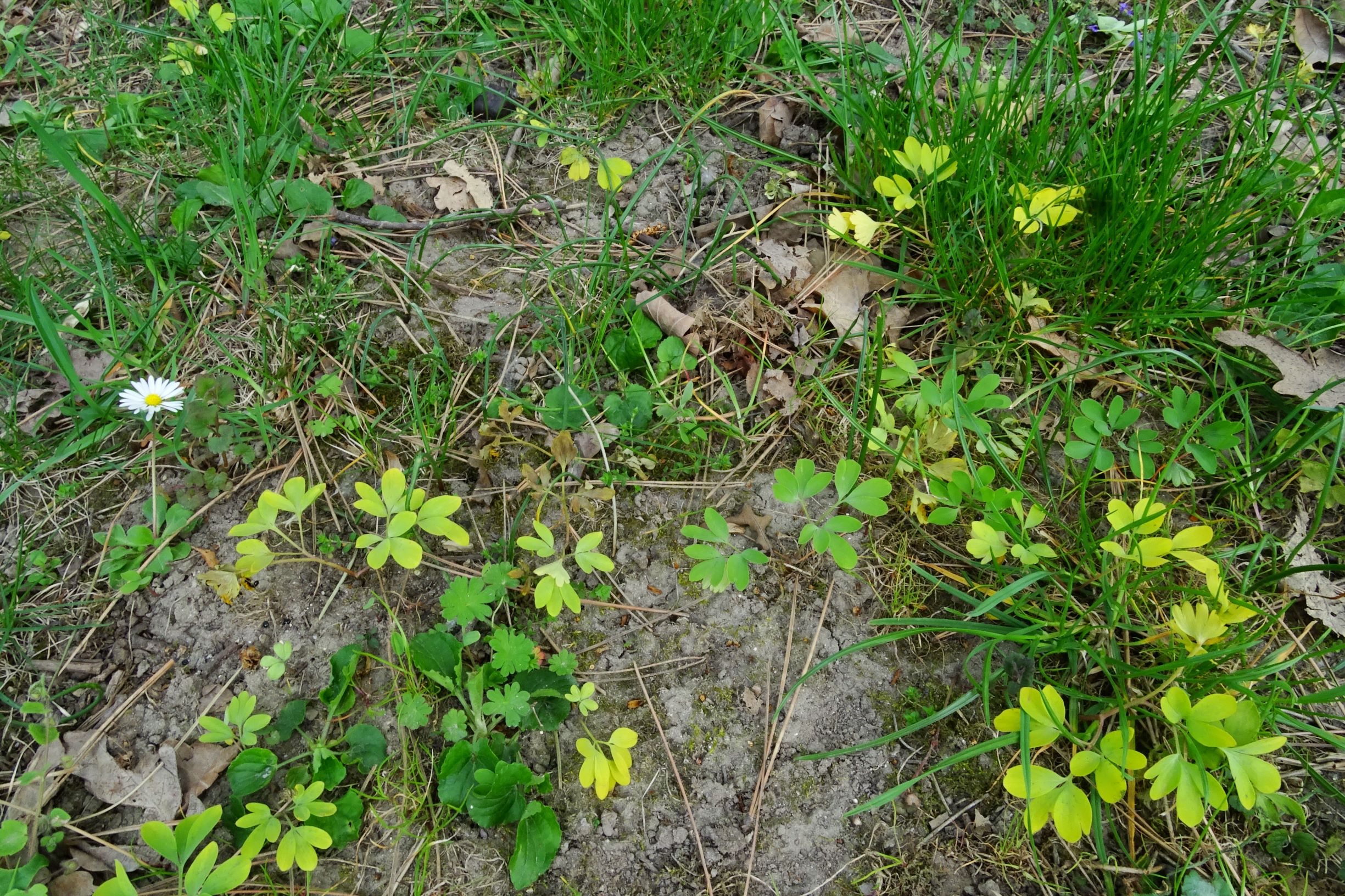 DSC08847 bda corydalis pumila.JPG