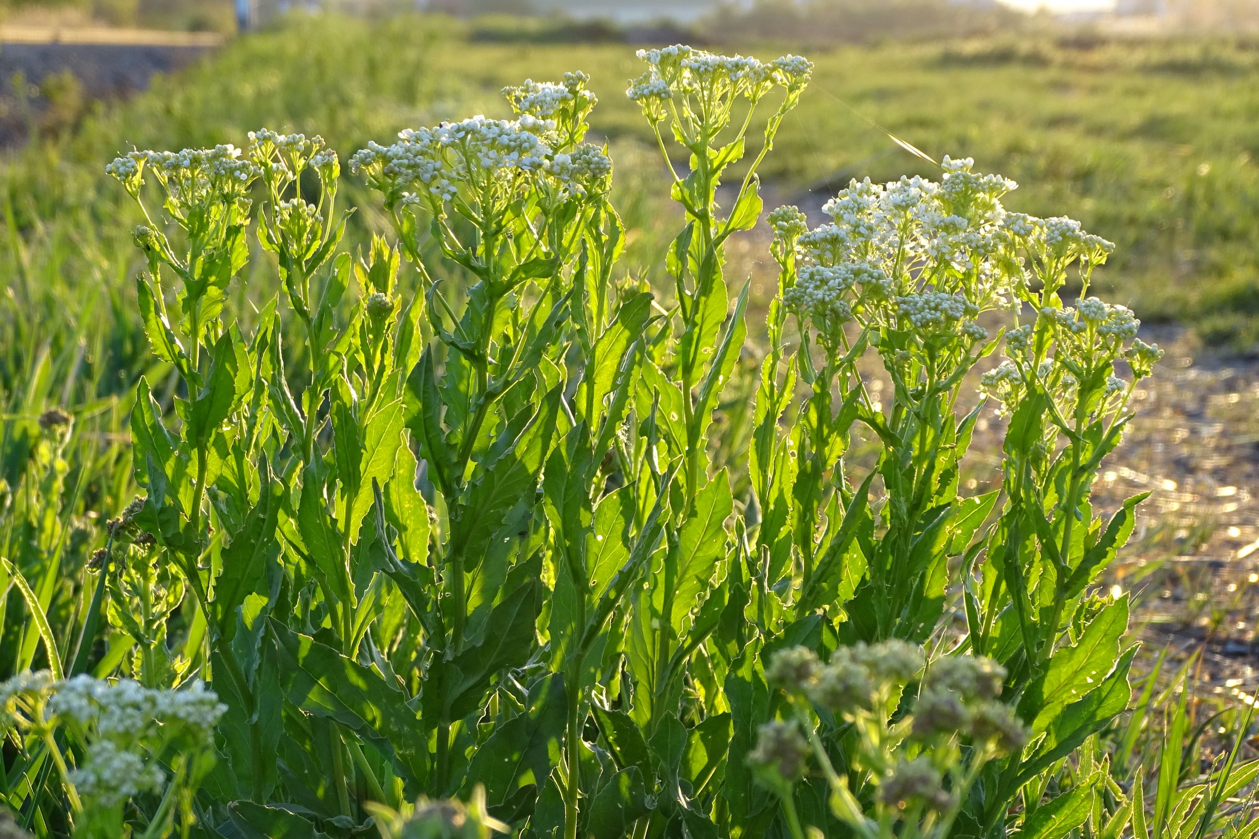 DSC09692 breitenbrunn-winden lepidium draba.JPG