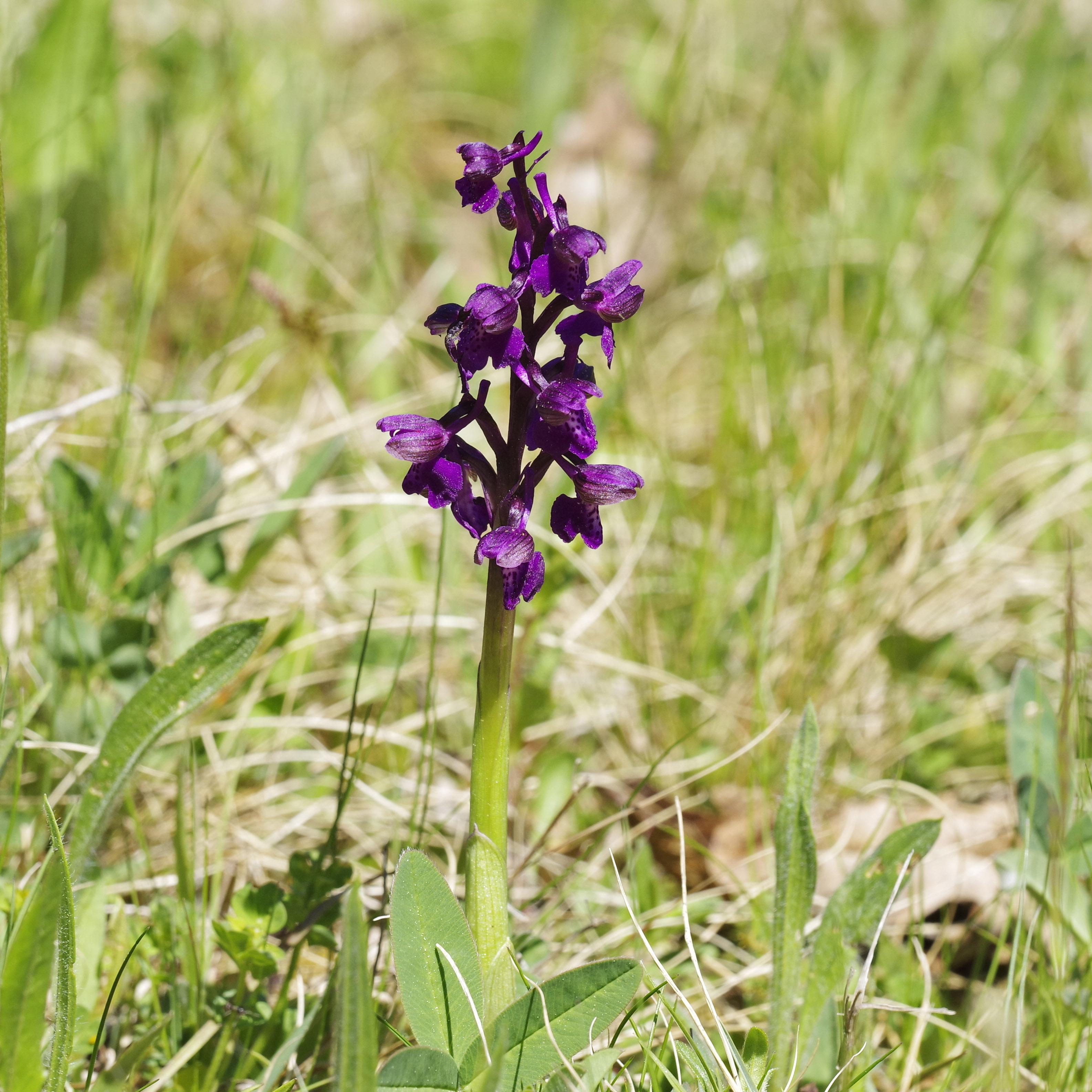 Anacamptis morio_GU.jpg