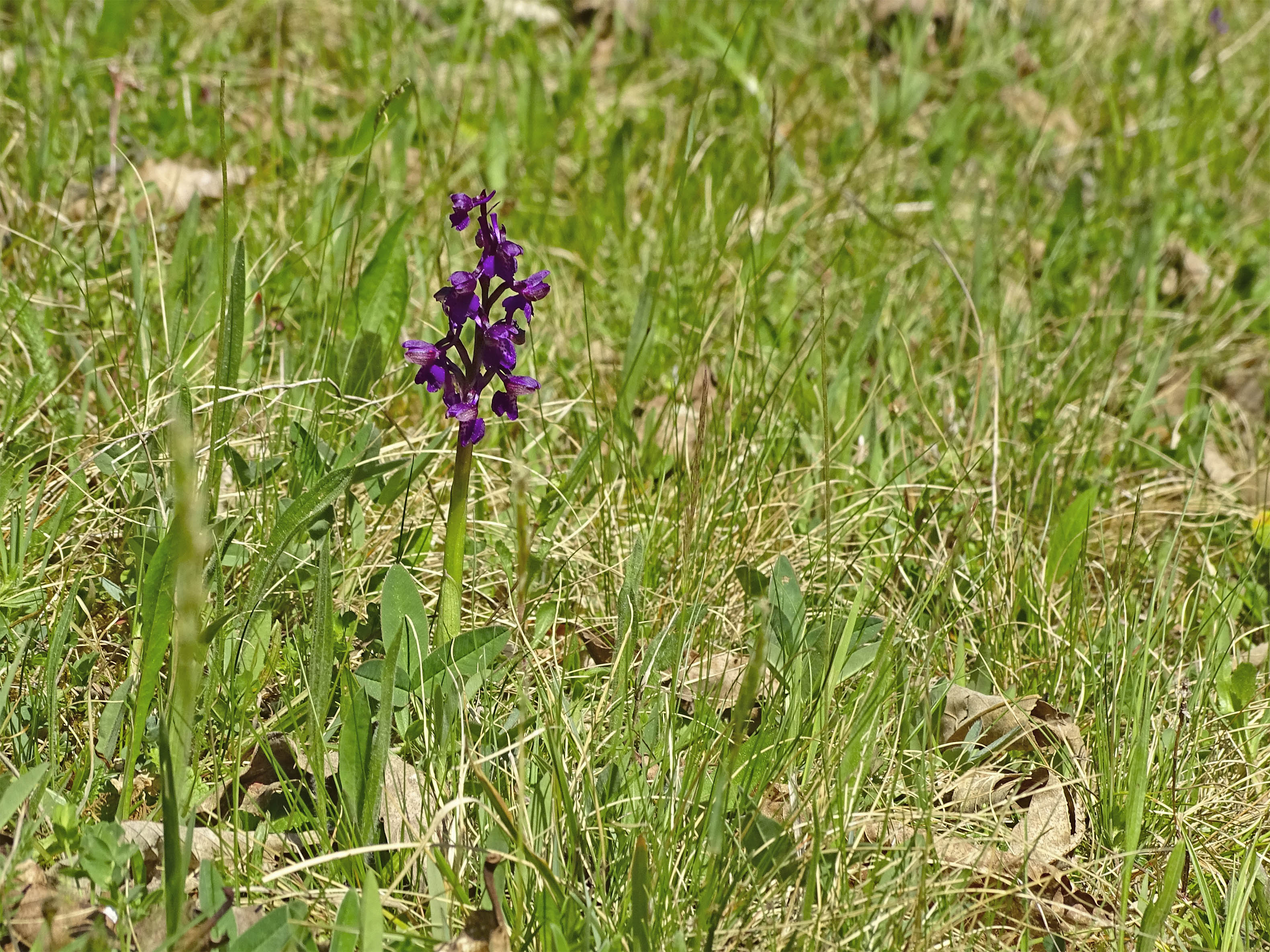 Anacamptis morio_GU2.jpg