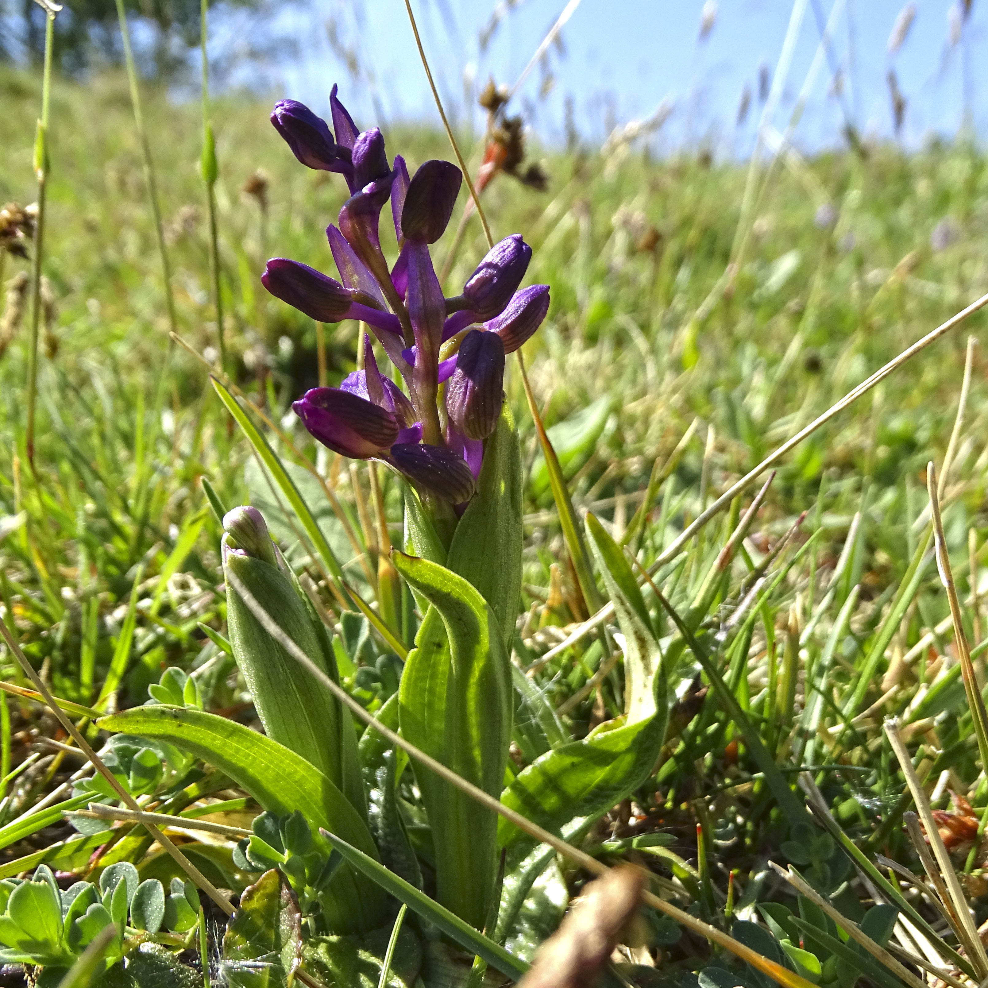 Anacamptis morio_VO2.jpg