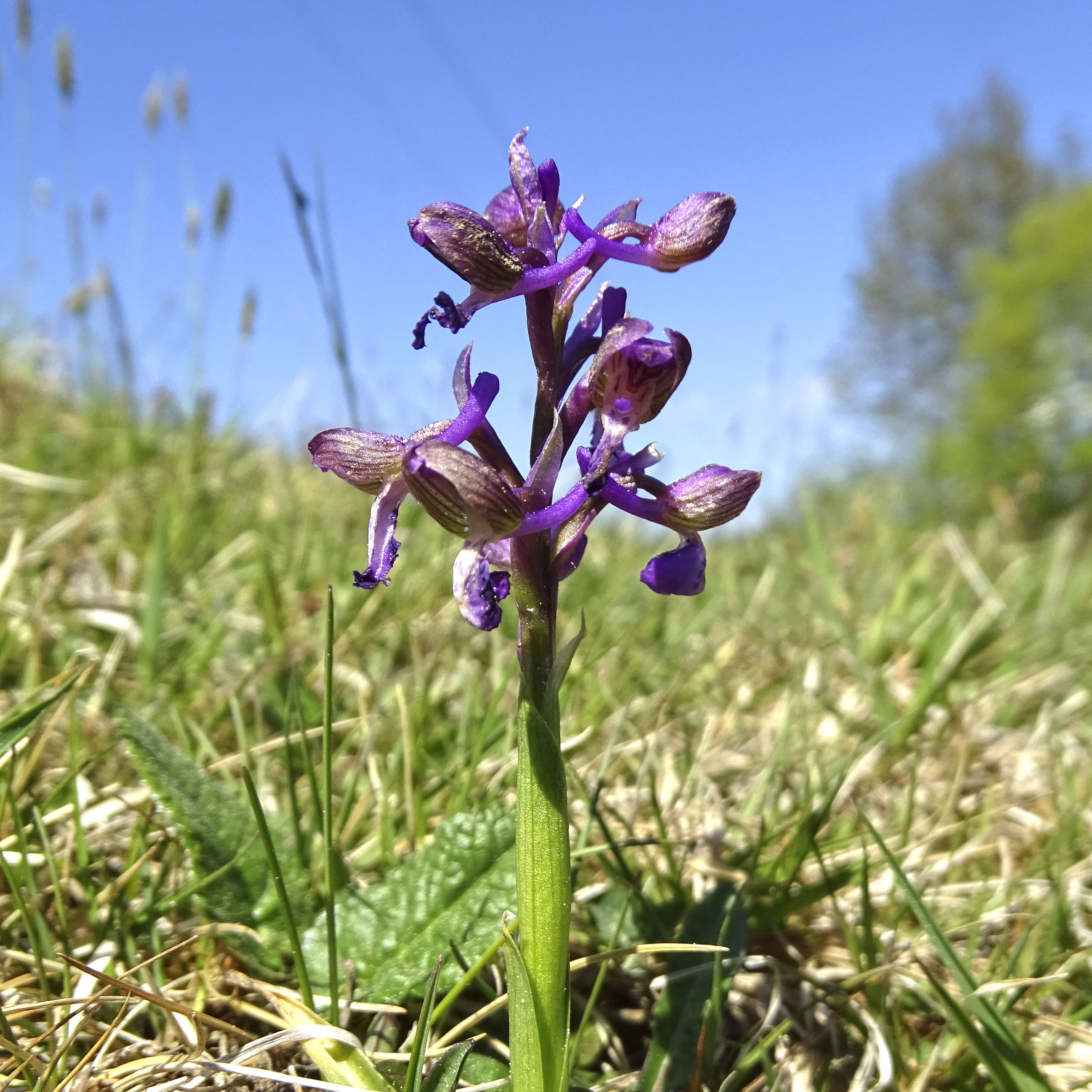 Anacamptis morio_VO.jpg