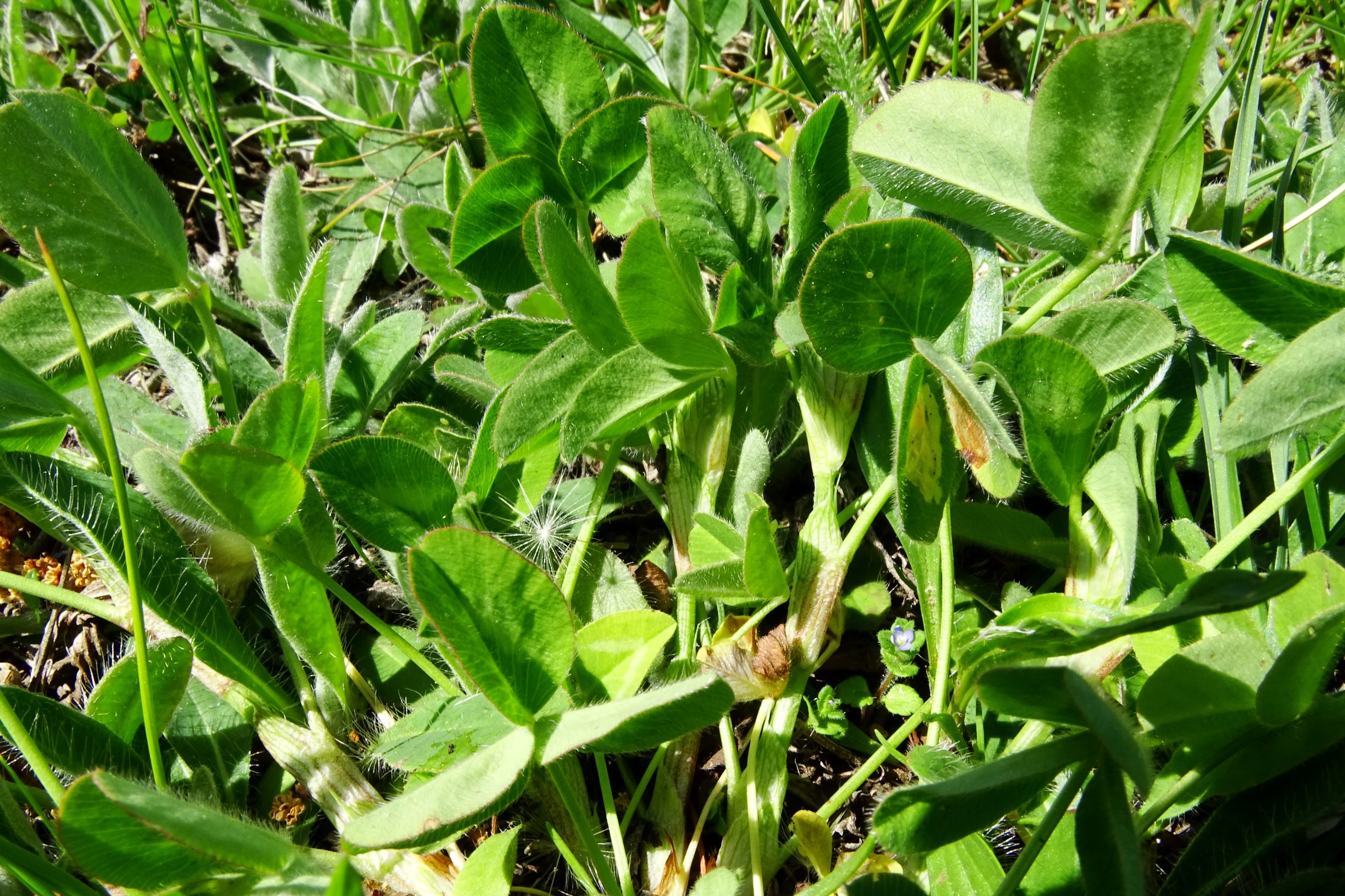 DSC09522 trifolium breit.JPG