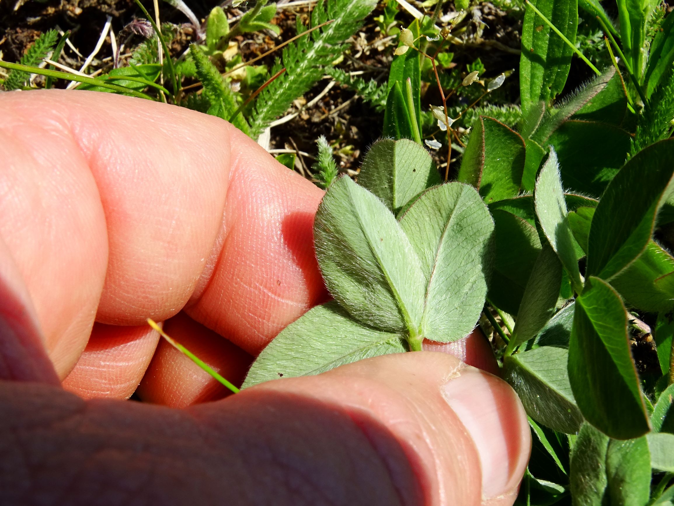 DSC09553 trifolium breit.JPG