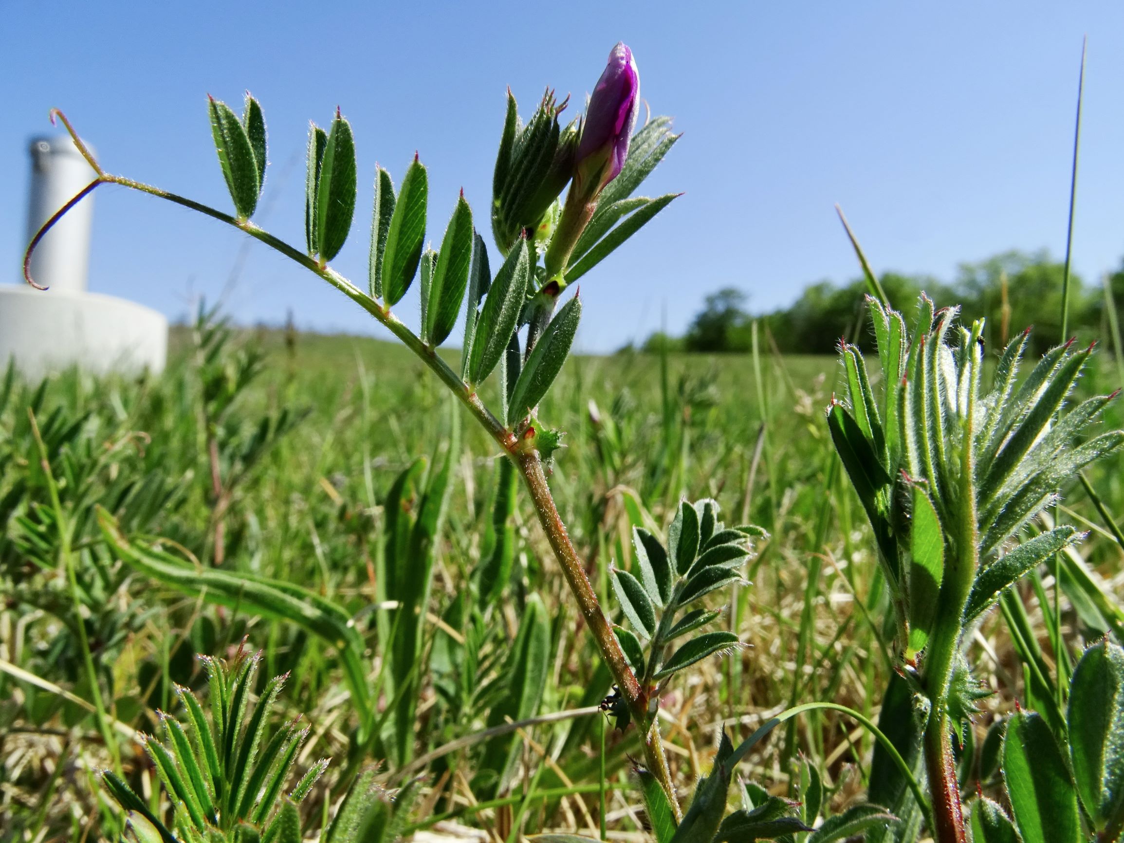 DSC00220 vicia cf. angustifolia.JPG