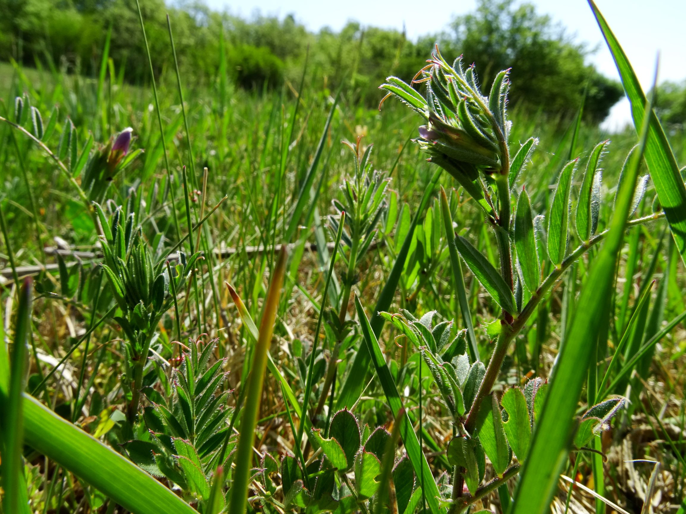 DSC00221 vicia cf. angustifolia.JPG