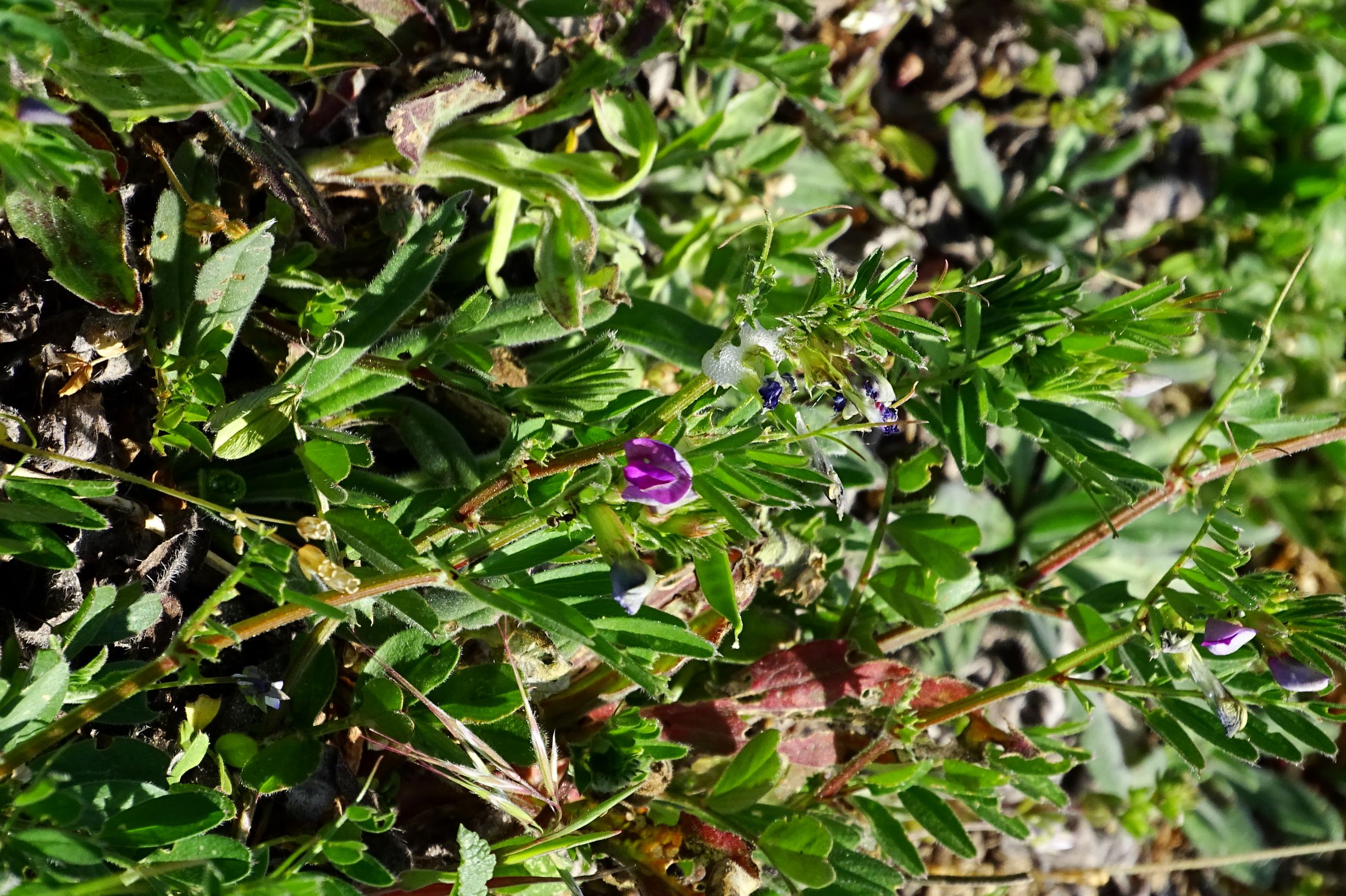 DSC00260 vicia cf. angustifolia.JPG