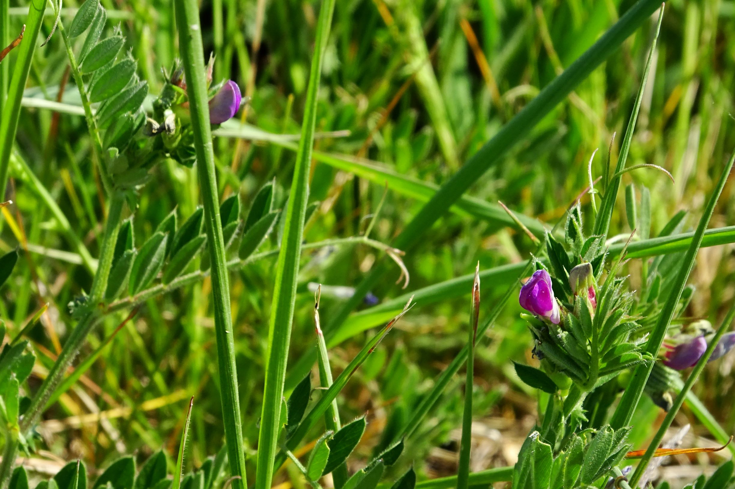 DSC00261 vicia cf. angustifolia.JPG