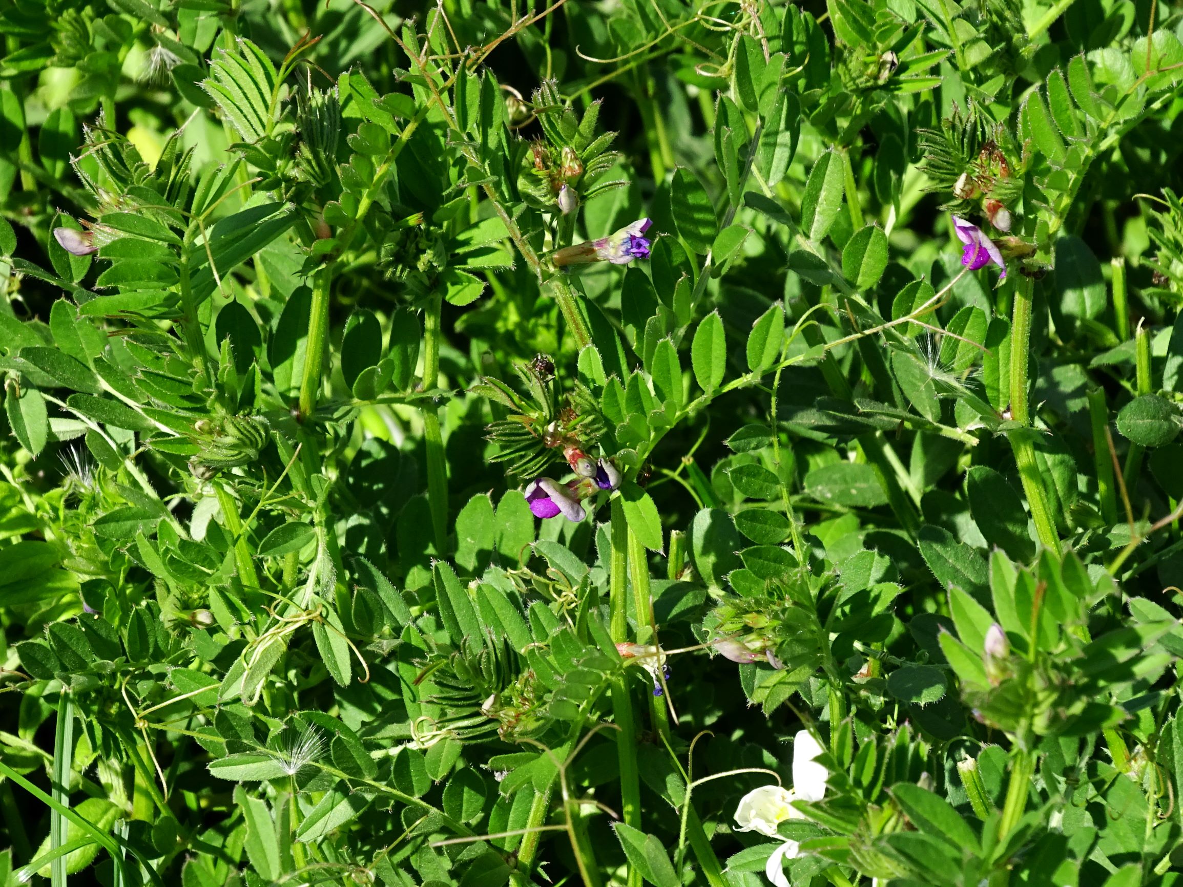 DSC00275 vicia cf. angustifolia.JPG