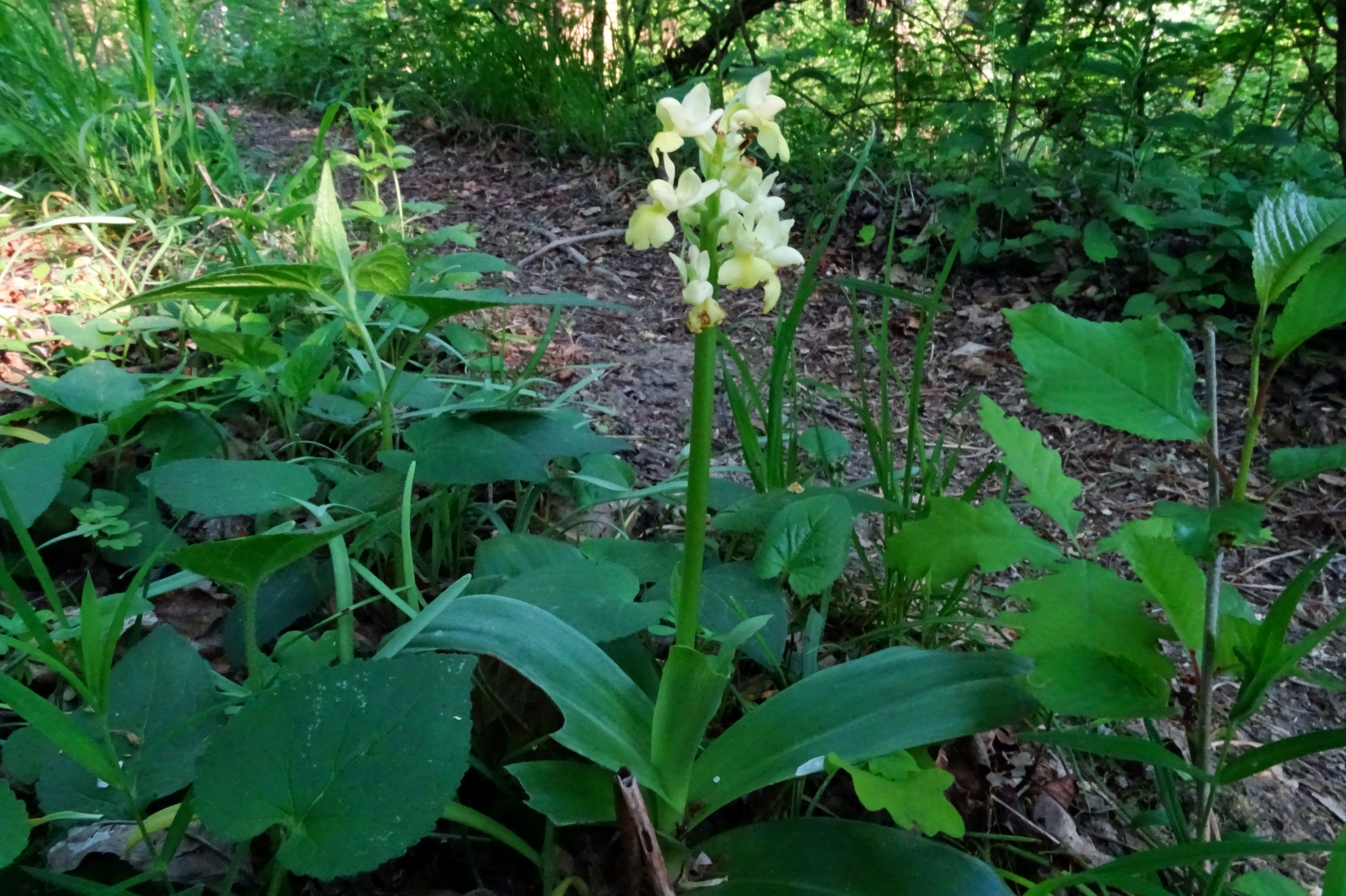 DSC09865 orchis pallens breitenbrunn.JPG