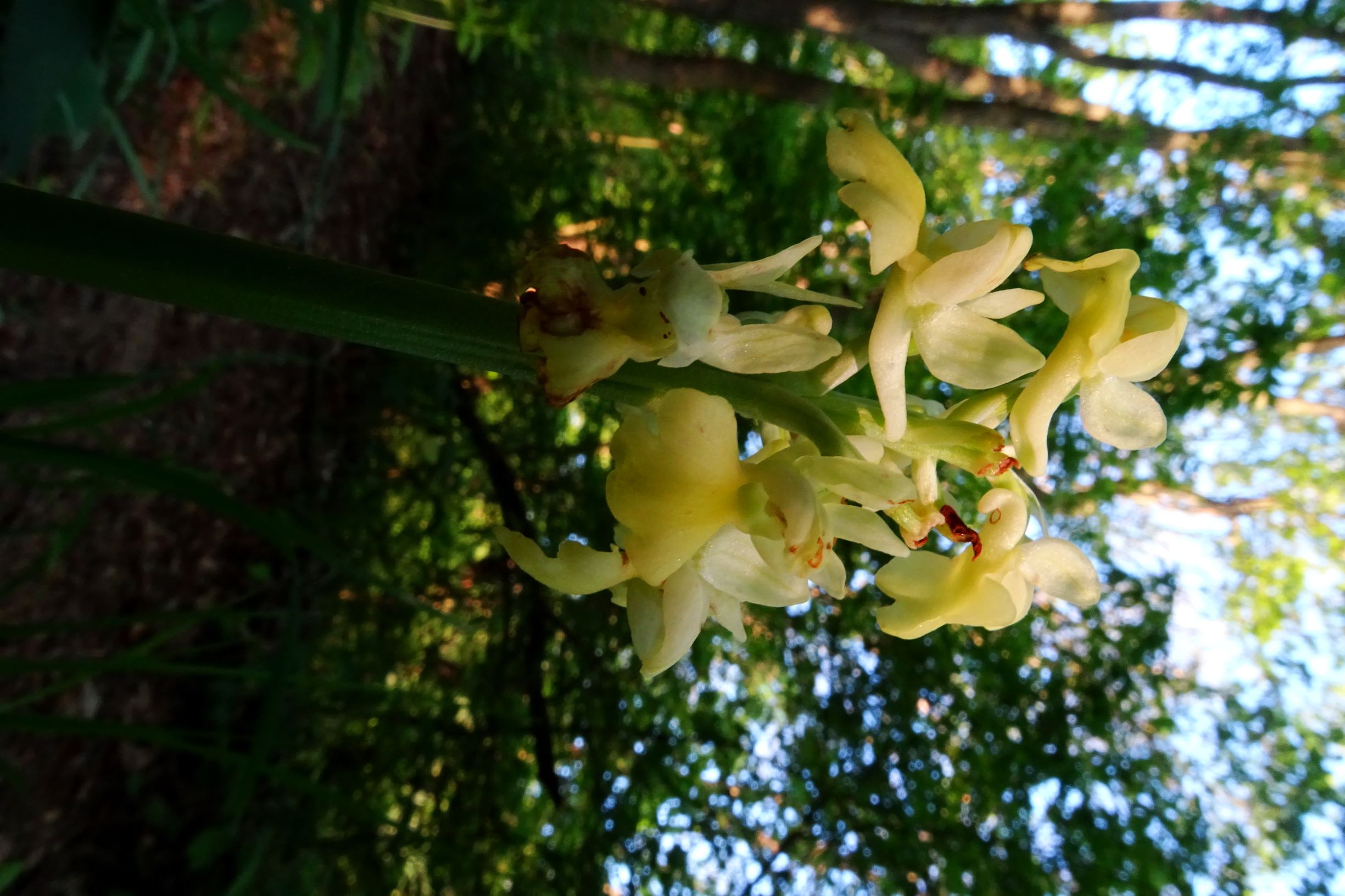 DSC09867 orchis pallens breitenbrunn.JPG