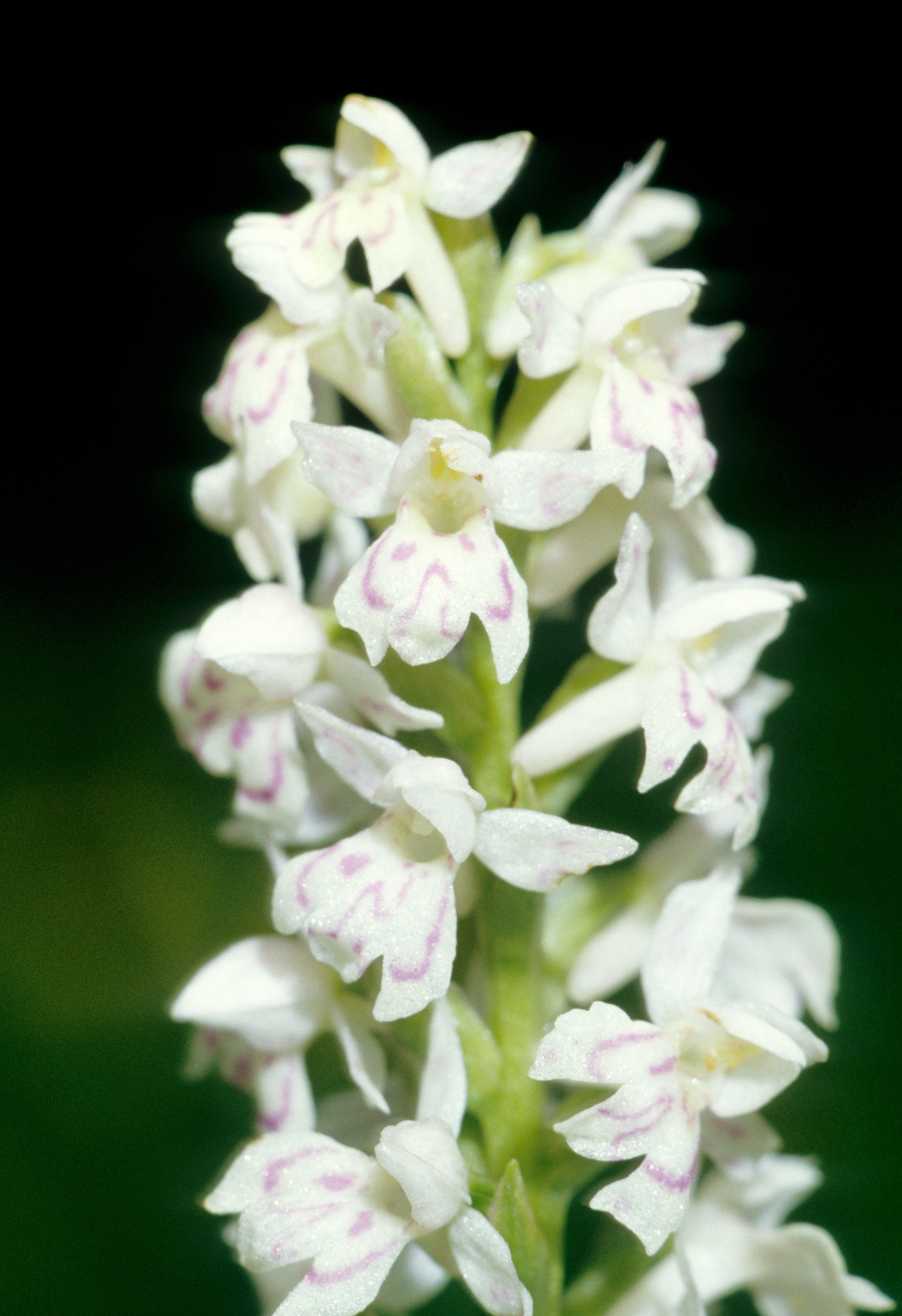 Dac.fuchsii x Pse.albida.Kalte.Kuchl.7.6.93.Walter Vöth.jpg