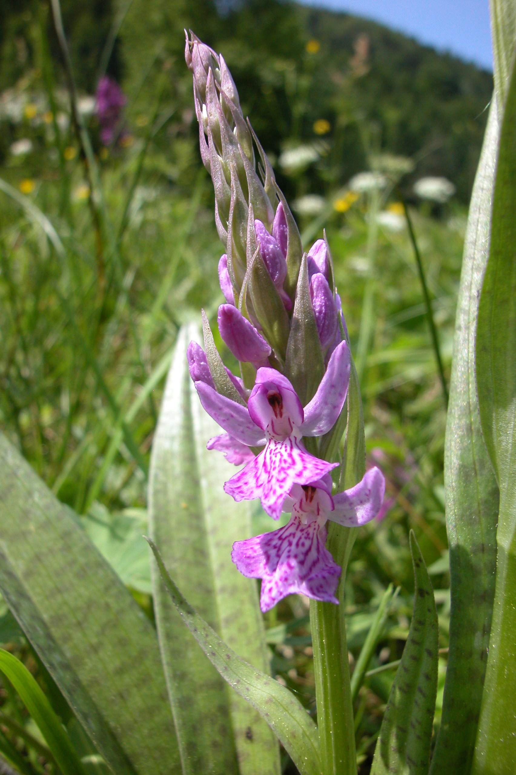 Dac.fuchsii x majalis.NÖ-Kalte Kuchl.30.Mai 02.Karl Schebesta.JPG