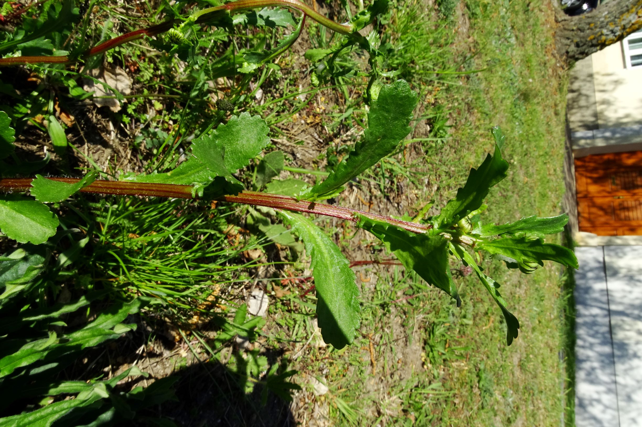 DSC09063 bb leucanthemum vulgare i.w.s. wohl angesalbt.JPG