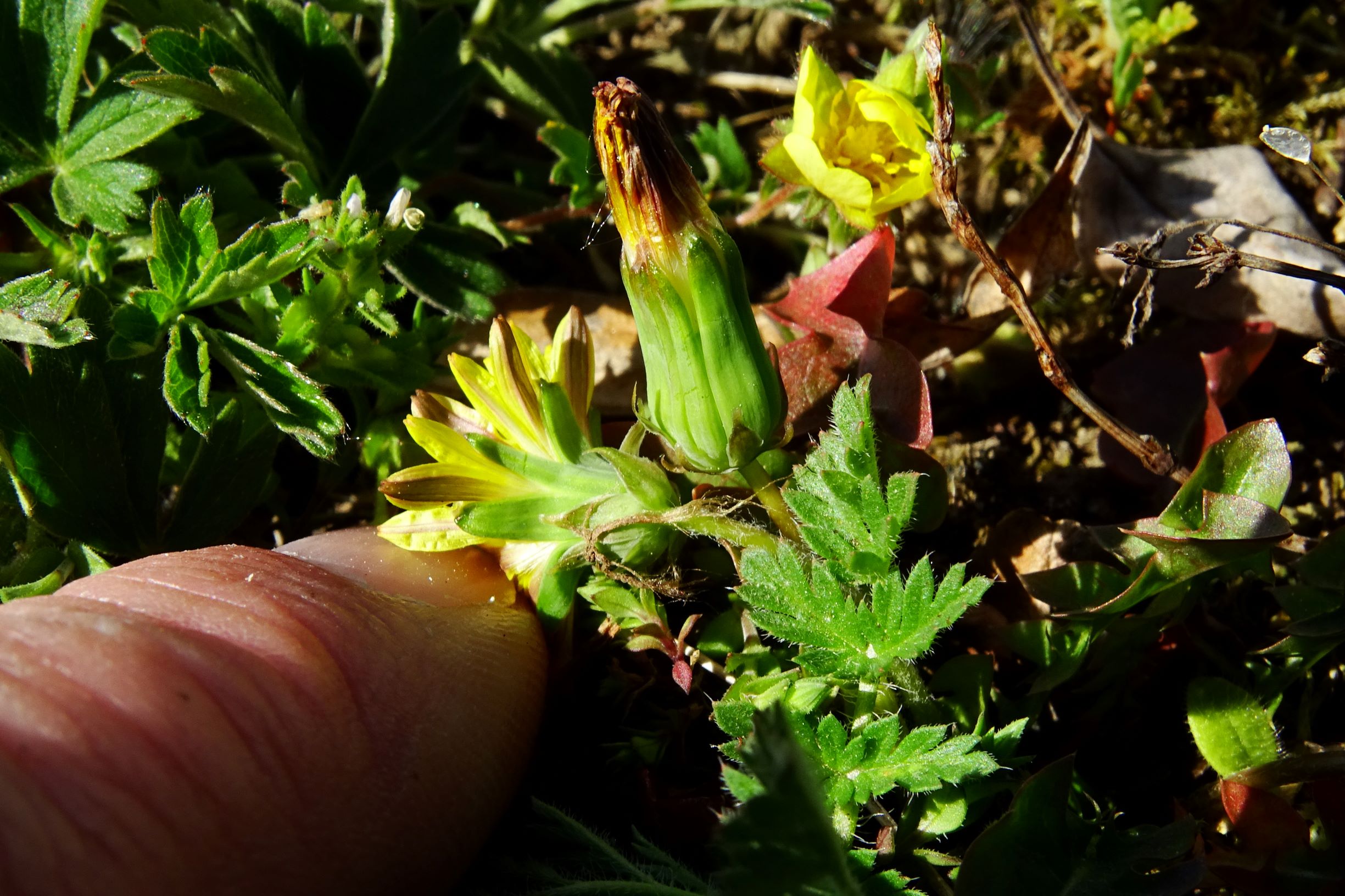 DSC09100 bb taraxacum sp..JPG