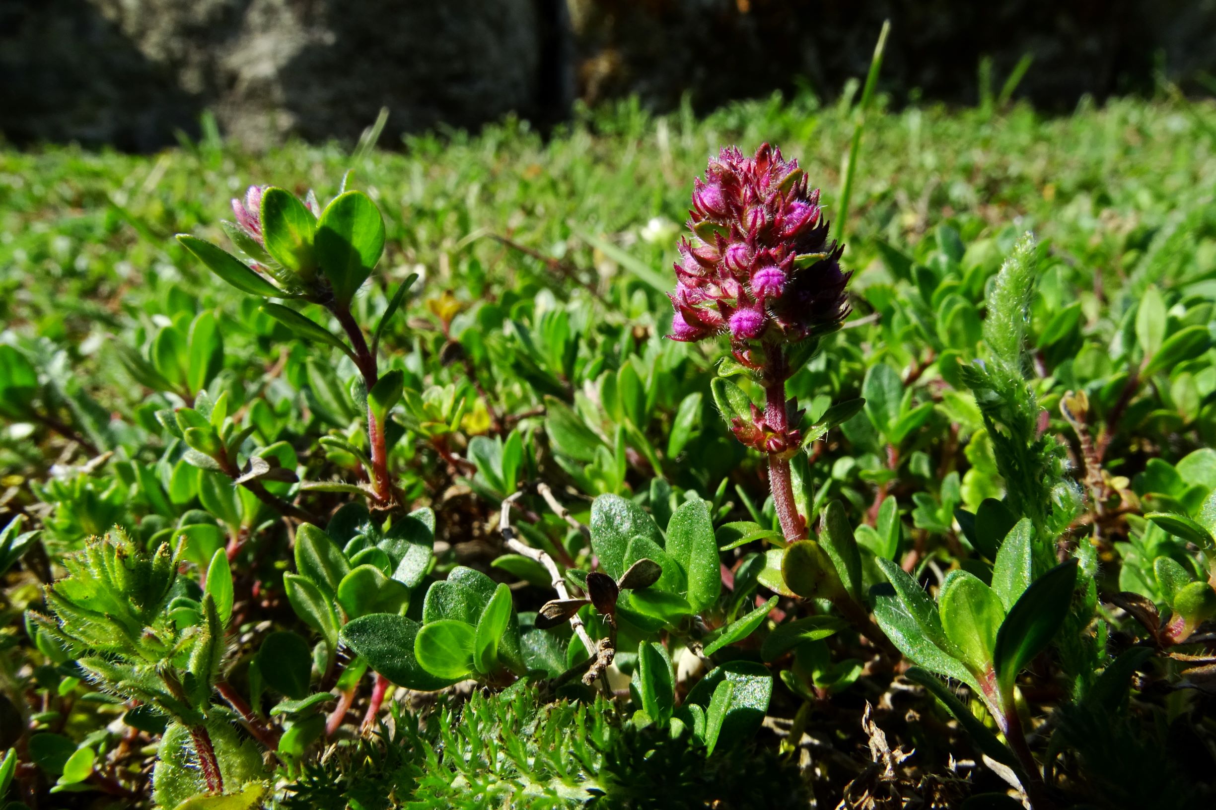 DSC09152 bb thymus sp..JPG