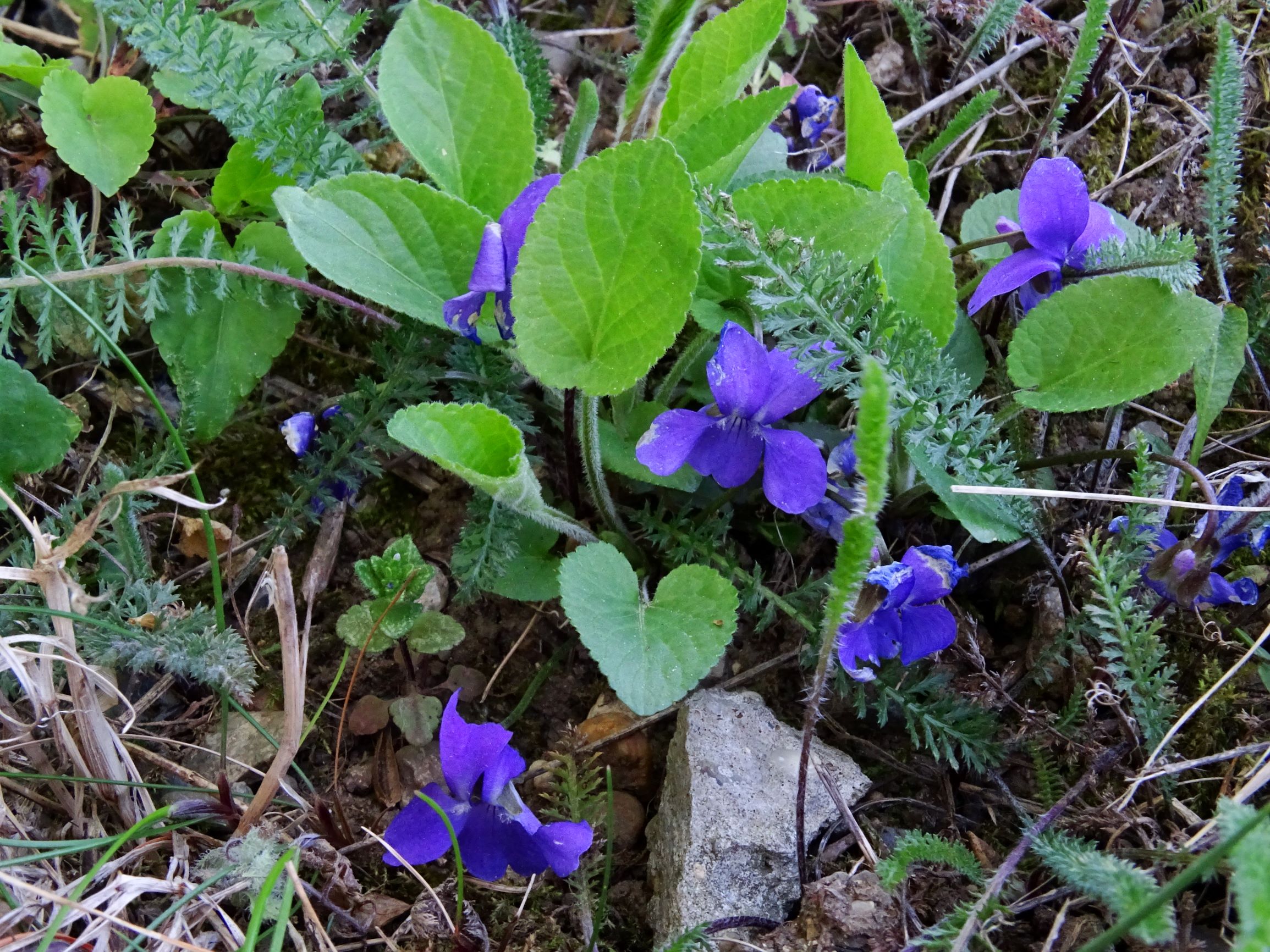 DSC09225 bb viola hirta.JPG