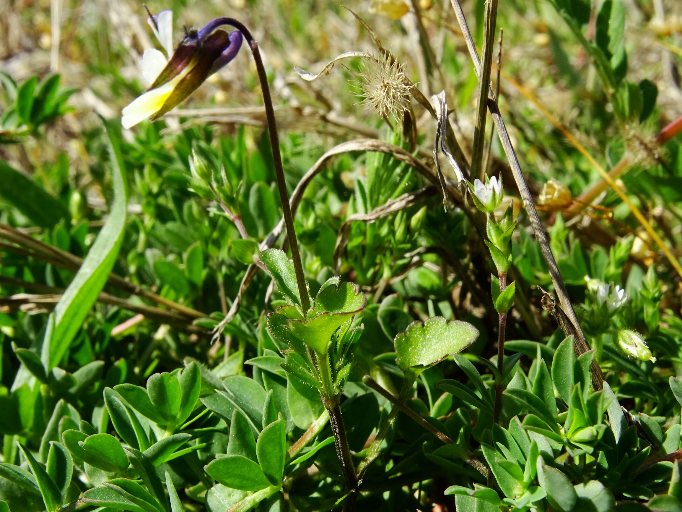 DSC09249 bb viola kitaibeliana.JPG