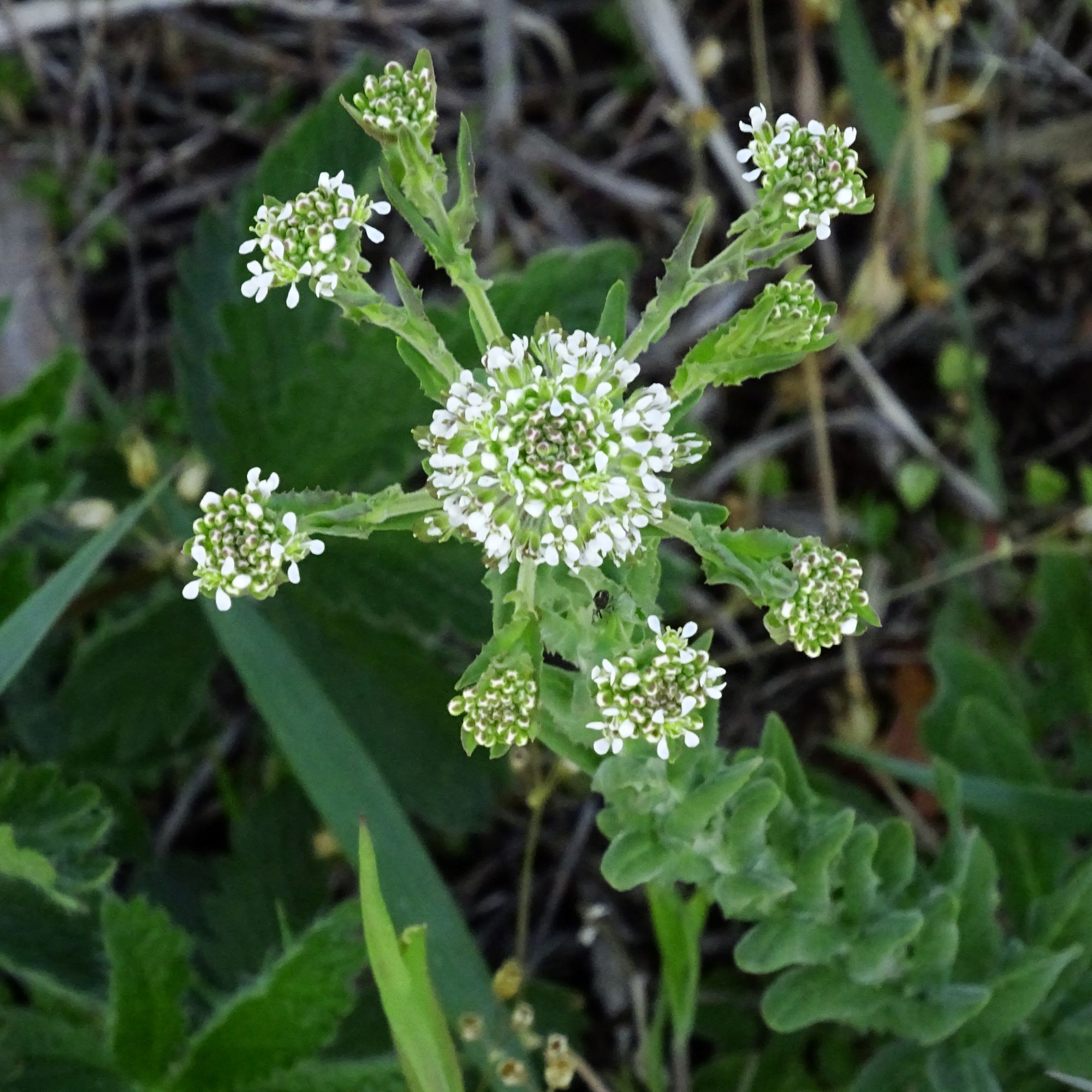 DSC09251 bb lepidium campestre.JPG