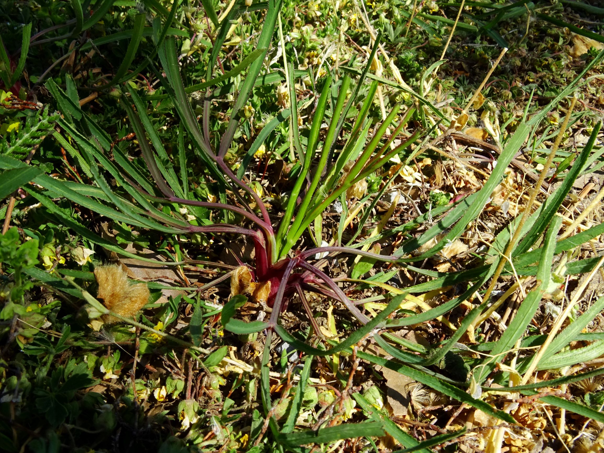 DSC09294 bb falcaria vulgaris.JPG