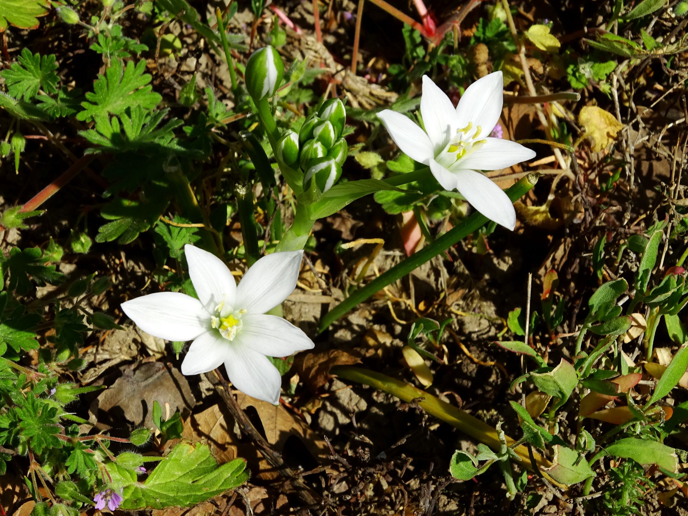 DSC09302 bb ornithogalum kochii.JPG