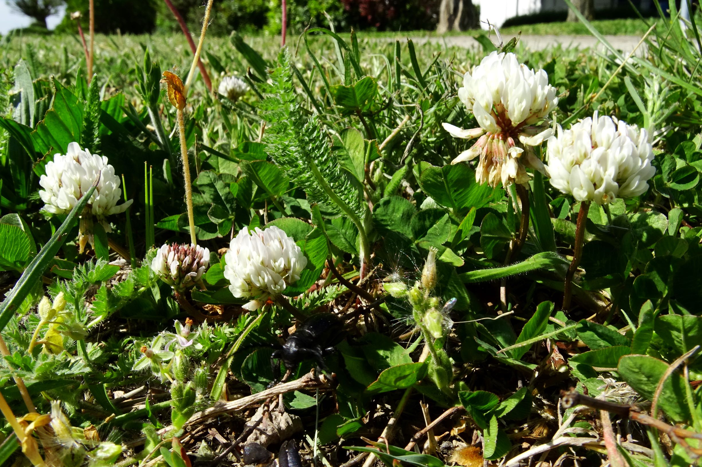 DSC09311 bb trifolium repens.JPG
